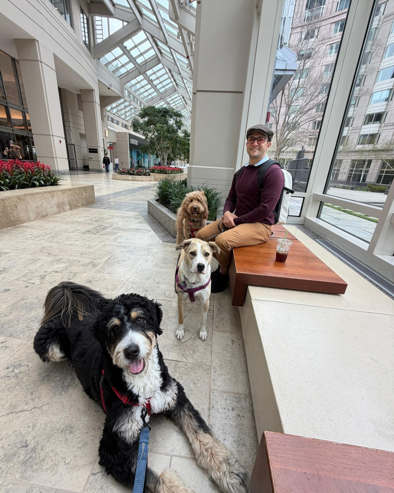 A well-traveled dog is a happy dog. 🐾
#WagWithWilliam #FearFreeTraining #PositiveReinforcement