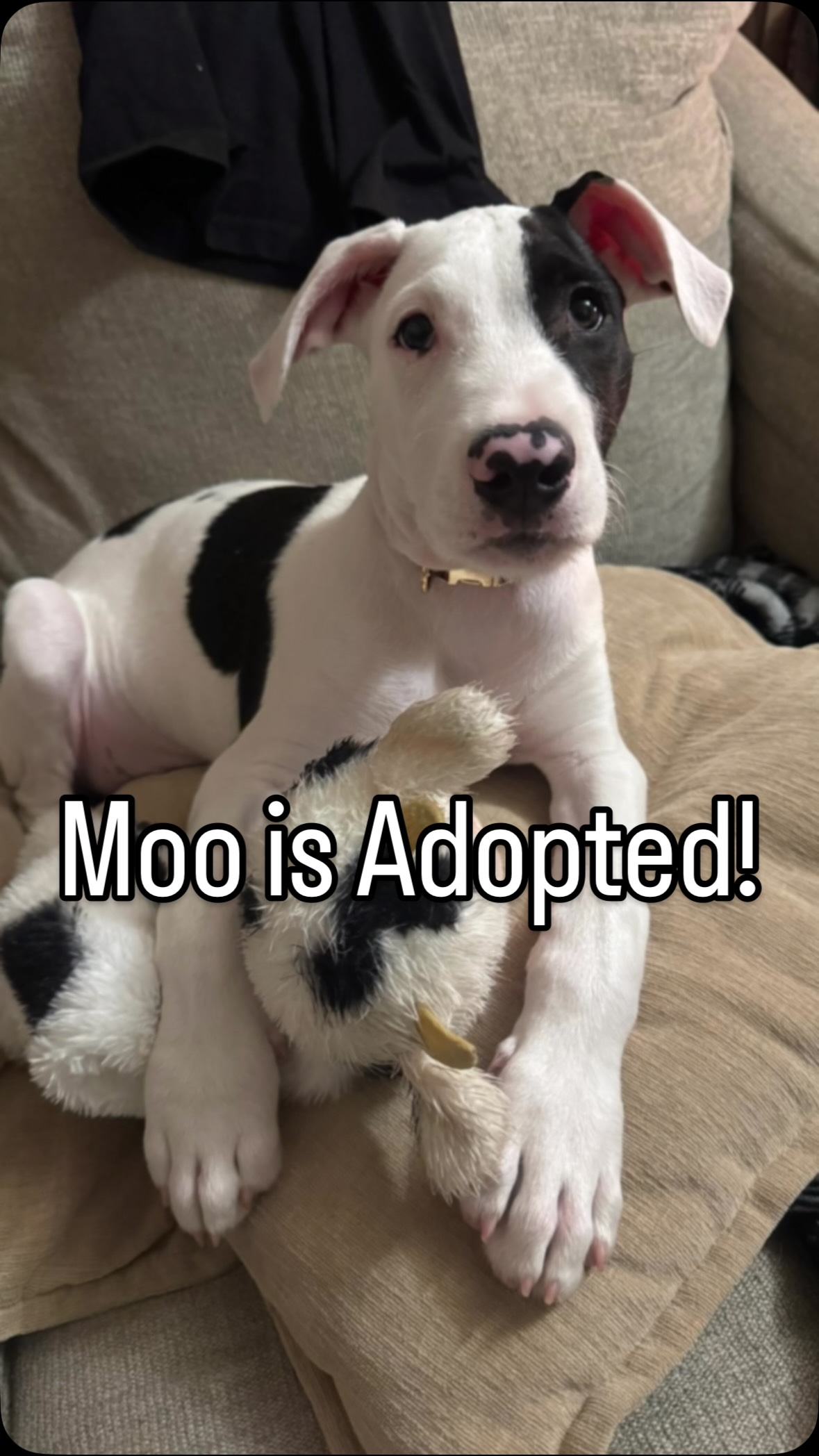Moo is officially adopted!!! 🤍🐾
One of Mama Hope’s puppies has found his forever home, and we could not be happier for this sweet, goofy boy. Moo has fully embraced the good life and keeps his new ohana laughing every single day.
If you spotted all the “babies” in these photos… yes, they’re his 😅 Moo is obsessed with stuffies, cozy pillows, and soft blankets. He’s even stolen quite a few of his human siblings’ stuffed animals and claimed them as his own. Grandma now buys him stuffed cows for every holiday—one was even tucked into his Easter basket 🐮💛 And of course, Moo got his own goodie bag at his human brother’s birthday party because he’s truly one of the kids.
Congratulations to Moo and his forever family. Stories like this are what rescue is all about ✨
Ready to create your own rescue success story? Visit www.furangelfoundation.org/adopt to meet our available pups 🐶