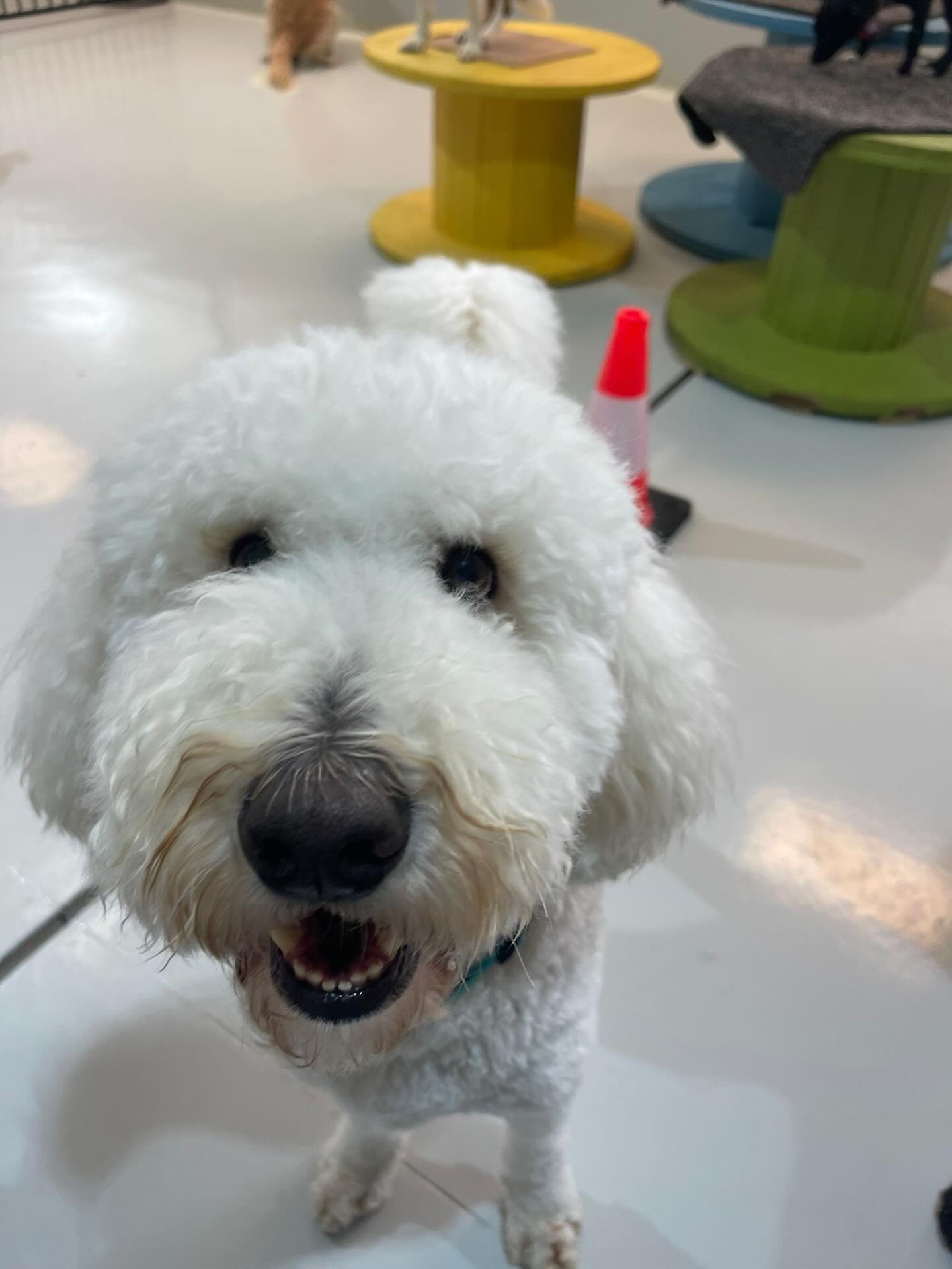 Fun Wednesday π₯°πΎπΆπ
.
.
.
.
.
.
#dogsofauckland #dogfun #doglife #dogdaycare #dogdaycarelife