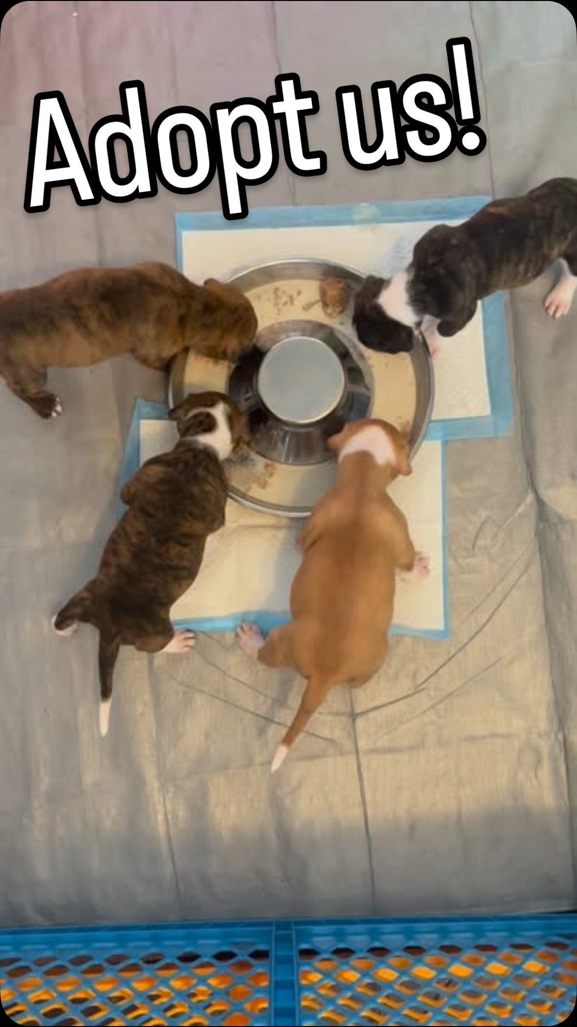 Tiny paws, big appetites 🐾🥹
These little potato babies are diving into their first gruel meals and it is peak ASMR cuteness — slurps, wiggles, and the sweetest messy faces you’ve ever seen.
They’re growing fast and getting ready for the next step… finding loving homes 💛
We’re urgently looking for fosters or foster-to-adopt families to give these pups a safe, cozy place to continue thriving. There’s nothing more special than being part of their first chapter.
Ready for puppy cuddles, tiny snores, and lots of love?
Apply to foster or adopt today 🐶✨
www.furangelfoundation.org