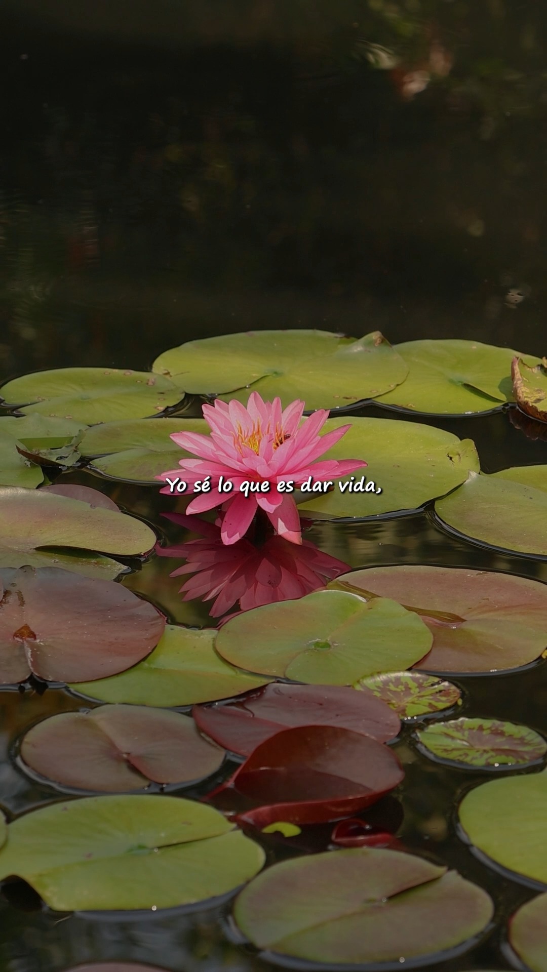 Hay amores que nacen como la naturaleza: silenciosos, fuertes y eternos. 🌿💚
Hoy celebramos a las madres, ese refugio que cuida, nutre y da vida como lo hace la propia Madre Naturaleza. 🌸✨
Feliz Día de la Madre desde el Jardín Botánico de Cali.
#jardínbotánicodecali #diadelasmadres #Naturaleza #Vida