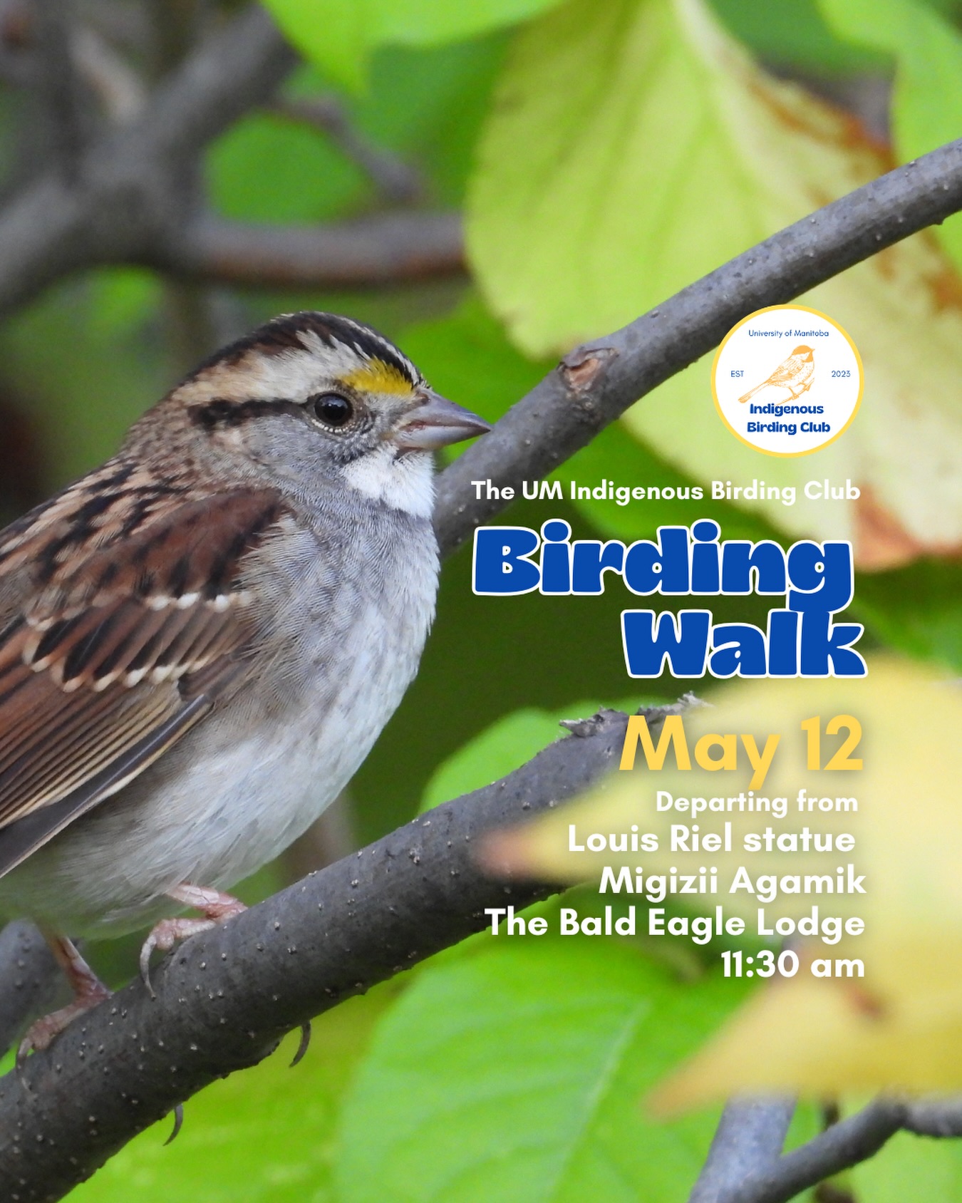 Join us for a relaxed, 1.5-hour birding walk that begins at Migizii Agamik – Bald Eagle Lodge. We will gather at 11:20 a.m. by the Louis Riel statue, with the walk starting promptly at 11:30 a.m. The walk will take us to King’s Park, or another nearby location, at a leisurely pace, allowing us to enjoy our feathered relatives in the green spaces on and near campus.
These walks are open to BIPOC (Black, Indigenous, and People of Colour) folks and allies who share our belief that birding is for everyone, regardless of experience. Whether you’re new to birding or a seasoned enthusiast, we welcome you to join. Just dress for the weather and be sure to bring sunscreen and water. If you don’t have your own binoculars, we have some available to borrow.
Our walks are an opportunity to connect with nature, build community, and learn from one another in a relaxed and supportive environment. Feel free to participate at your own pace, there’s no need to stay with the group the entire time, and you’re welcome to come and go as you please.
Accessibility Information:
The walk covers a variety of paths, including pavement, grass, dirt, and gravel, with mostly flat terrain and a few gentle slopes.
Washrooms are available approximately halfway along the walk.
If you need assistance or have specific accessibility requirements, please let us know in advance so we can do our best to accommodate you.
Parking:
Please note there is NO free parking on campus M-F from 8:30 a.m. to 4:30 p.m. Parking is available in the Parkade and at metered spaces for a fee.
We look forward to seeing you there!
📷: @justinleerasmussen
@umindigenous