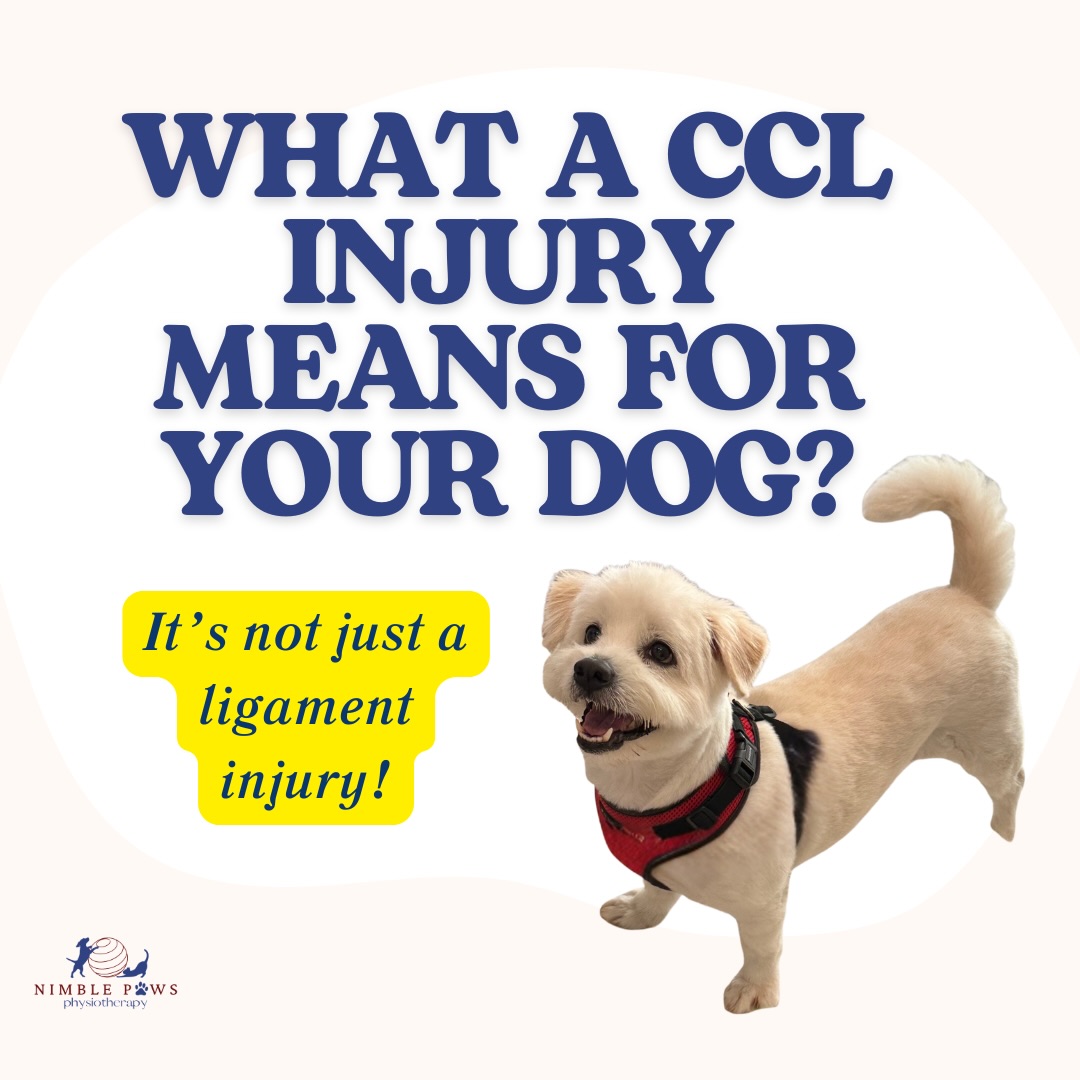 CCL injuries don’t always happen from one big incident.
They often develop gradually through everyday movement. 🐕
You might notice small changes at first, like how your dog sits, walks, or gets up.
On their own, they can be easy to brush off,
but over time they can point to the joint not feeling as stable or comfortable.
Understanding these early signs can make a big difference.
It helps you support your dog better and make small adjustments that protect their joints in the long run.
If you’d like to read more, we’ve shared a full blog post about CCL, link in bio 💙🐾
#nimblepaws #movementmatters #caninerehab #dogphysio #sgdogs