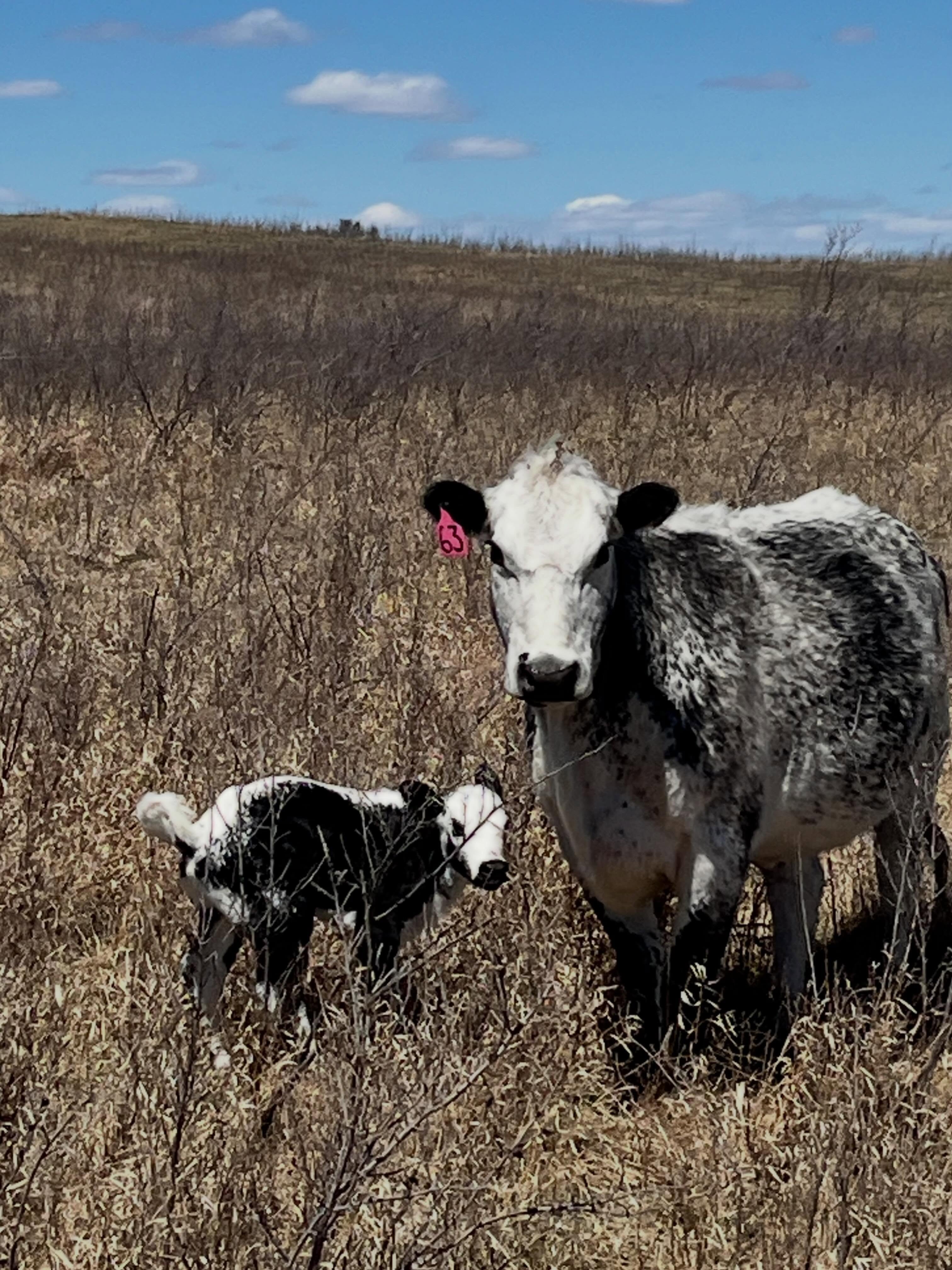 Calving season has begun! 🌾🌼☀️🌾