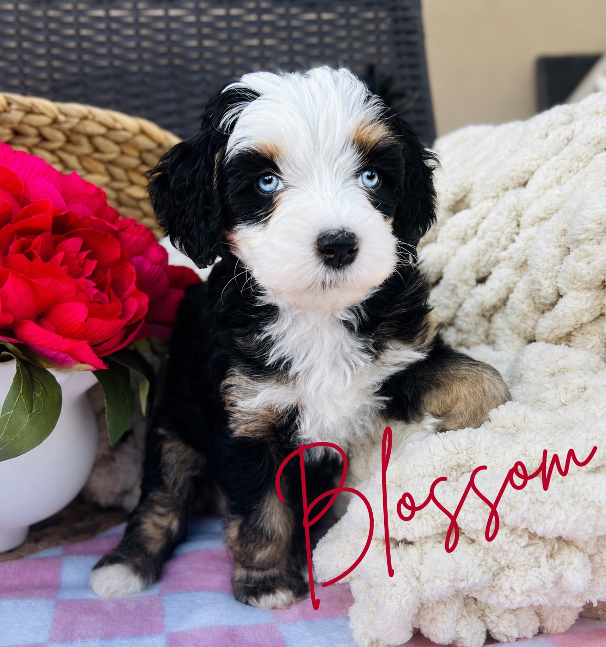 ✨ Blue eyed Bernedoodle babies ✨
These little ones are truly something special 🤍
Beautiful tri-color and Merle coats, dreamy blue eyes, and the sweetest personalities already starting to shine through.
Our Abby x Bluey litter carries the rare ALX4 blue-eye line and is being raised with tons of love, socialization, and care from day one.
✔️ Non-shedding coats
✔️ Health tested lines
✔️ Gorgeous structure & markings
✔️ Raised in our home
These babies are expected to mature around the perfect family size and are already stealing hearts fast 🐾
📍 Utah
✈️ Flight nanny available nationwide
Message us for availability before they’re all reserved 💌
#bernedoodle #blueeyedbernedoodle #bernedoodlepuppy #bernedoodlesofinstagram #doodlepuppy puppiesofinstagram minibernedoodle bernedoodlelove puppylove blueeyedpuppy tricolorbernedoodle luxuryp