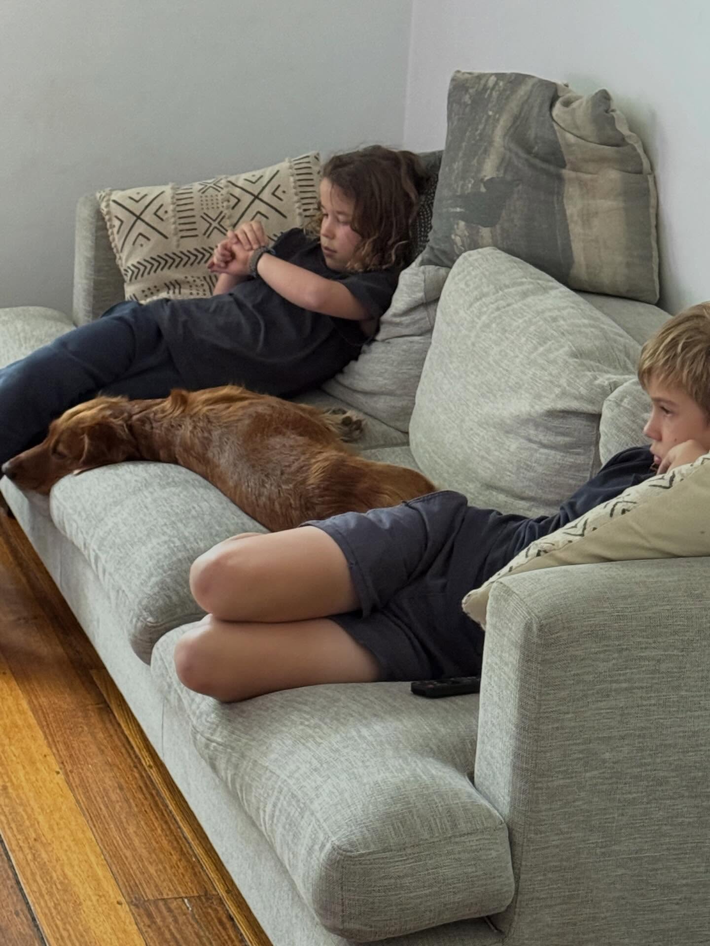 The UK field golden retriever- highly trainable for working for up to 10 hours a day!!!
Or watching cartoons before school 🤪😂😂😂
I love getting my Izzy updates - she has the best life and very much loved and spoilt how every dog should be 🥰