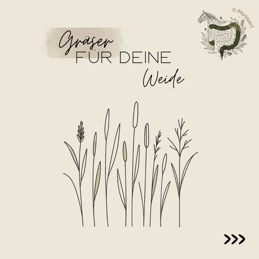Weide ist nicht gleich Weide.
Oft sprechen wir einfach nur von „Gras“, dabei bestehen Pferdeweiden bestenfalls aus vielen verschiedenen Gräsern – mit ganz unterschiedlichen Eigenschaften. Manche sind strukturreicher, manche energiereicher, manche robuster oder empfindlicher gegenüber Trockenheit und Nutzung.
In den Bildern findest du Steckbriefe zu vier verschiedenen Grassorten, die auf deiner Weide wachsen können oder die du neu aussähen kannst 🌱
Am Ende entscheidet aber nie nur eine Grassorte darüber, wie geeignet eine Weide ist.
Mindestens genauso wichtig sind unter anderem:
☀️ Jahreszeit
🌧️ Wetter & Wachstum
🐴 Besatzdichte
✂️ Weidemanagement
🌱 Pflanzenvielfalt
⏳ Fresszeiten & Nutzung
📖 In meinem Weide-Skript geht es genau darum:
• sicheres Anweiden
• Grashöhen & Wachstum
• Fruktan & Stresssituationen
• Unterschiede zwischen Grasarten
• Weidemanagement
• Risikofaktoren für stoffwechselempfindliche Pferde
und vieles mehr 🌿
Du erfährst du auf knapp 100 Seiten mit zahlreichen Studien alles über:
👉🏻 Gesetzliche Vorgaben der Weidegröße und
Aufbau
👉🏻 Bewertung der eigenen Weidequalität mit
verschiedenen Methoden
👉🏻 Nährstoffe aus dem Gras
👉🏻 Richtiges An- & Abweiden
👉🏻 Fütterung und Ergänzung auf der Weide
Hol dir jetzt das Weideskript und starte gut informiert in die Saison! Den Link findest du in meiner Bio 📲
Weißt du welche Gräser und Kräuter bei dir auf der Weide wachsen? Schreib es in die Kommentare ⬇️💬