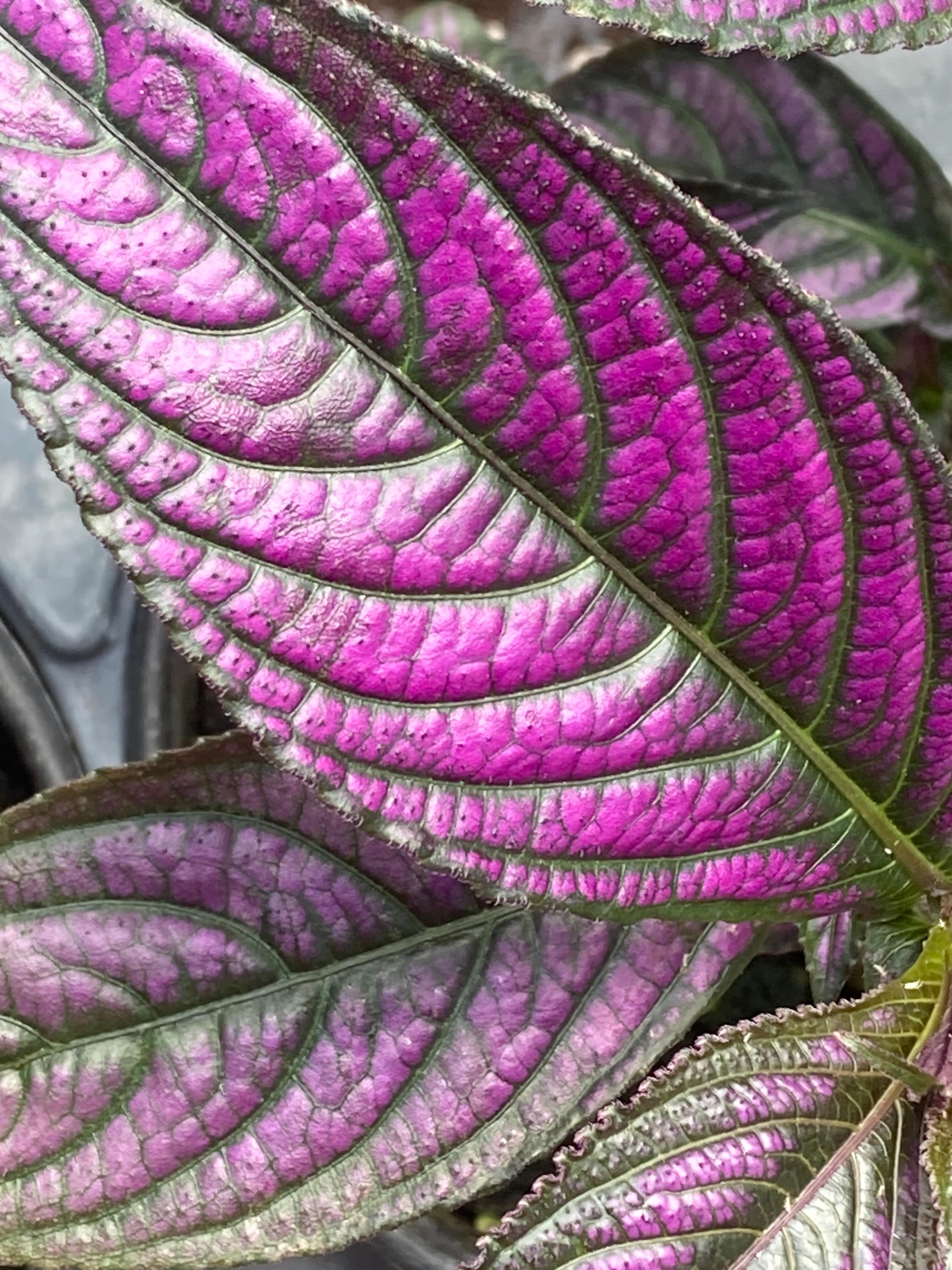 Colorful foliage?! Yep we love it too!
#roundtreefarmgreenhouse #foliage