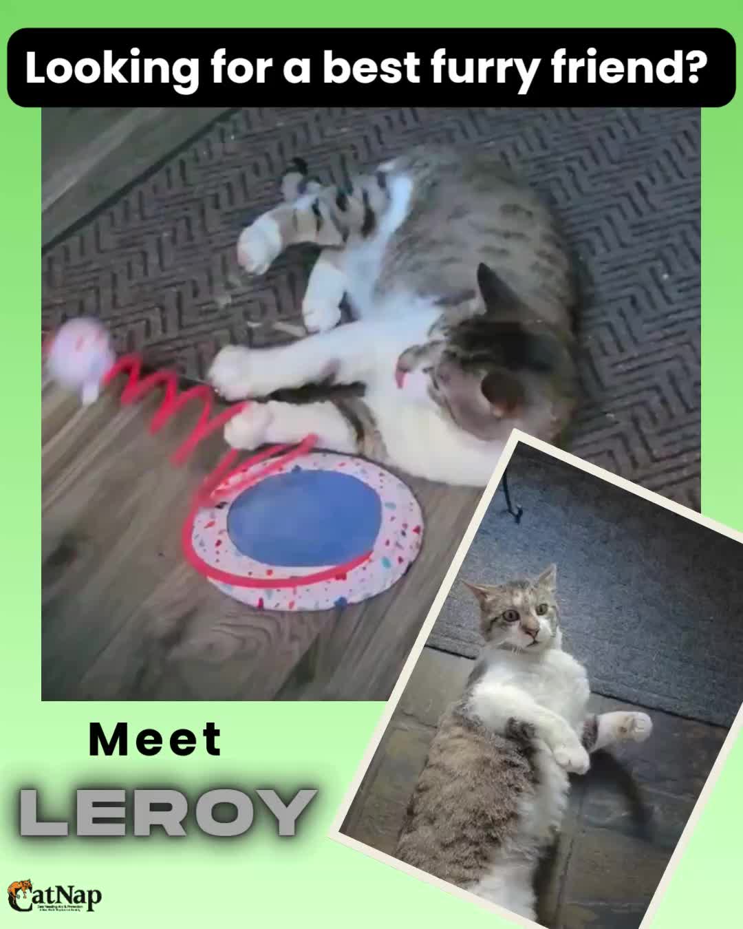 Leroy has stolen the hearts of everyone he has met.
He is looking for his forever family.
Leroy is #ADOPTABLE from his foster home - please email adoptions@catnapsociety.com to apply for and meet Leroy.
Read his complete write up in the link in the "Adoptables" highlight on our IG profile page