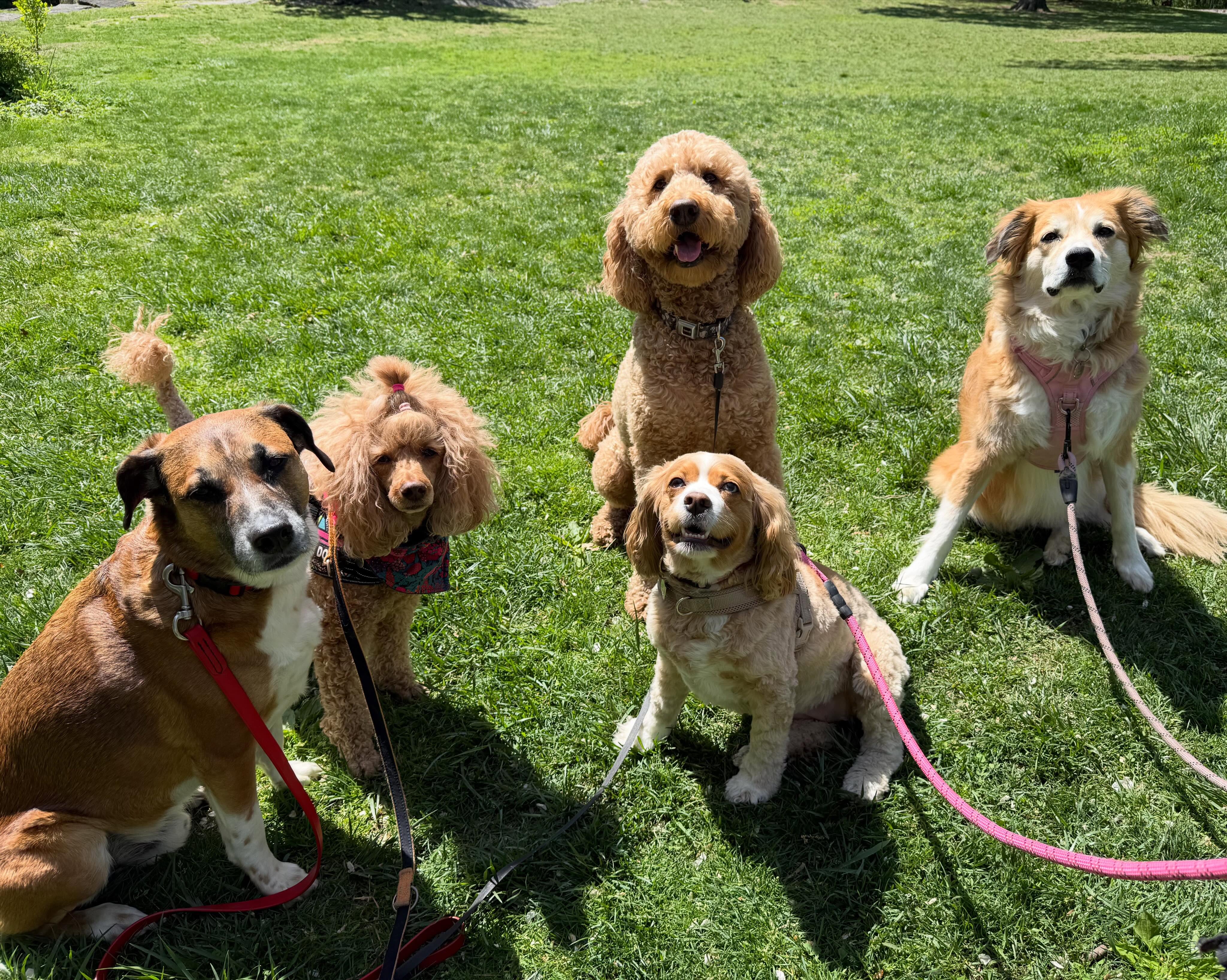 Paws up for new friendships 🐾🤍
#dogsofallboroughs #dogsofues #dogsofuws #dogsofnyc #dogwalkingbusiness