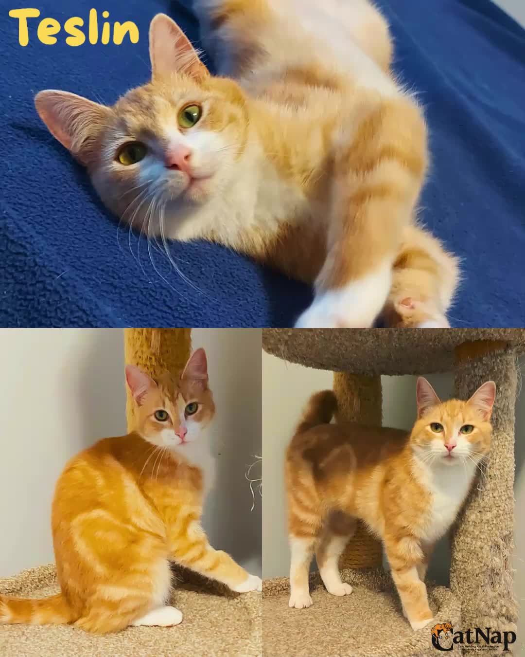 Teslin has been #ADOPTED from PetSmart, Nanaimo