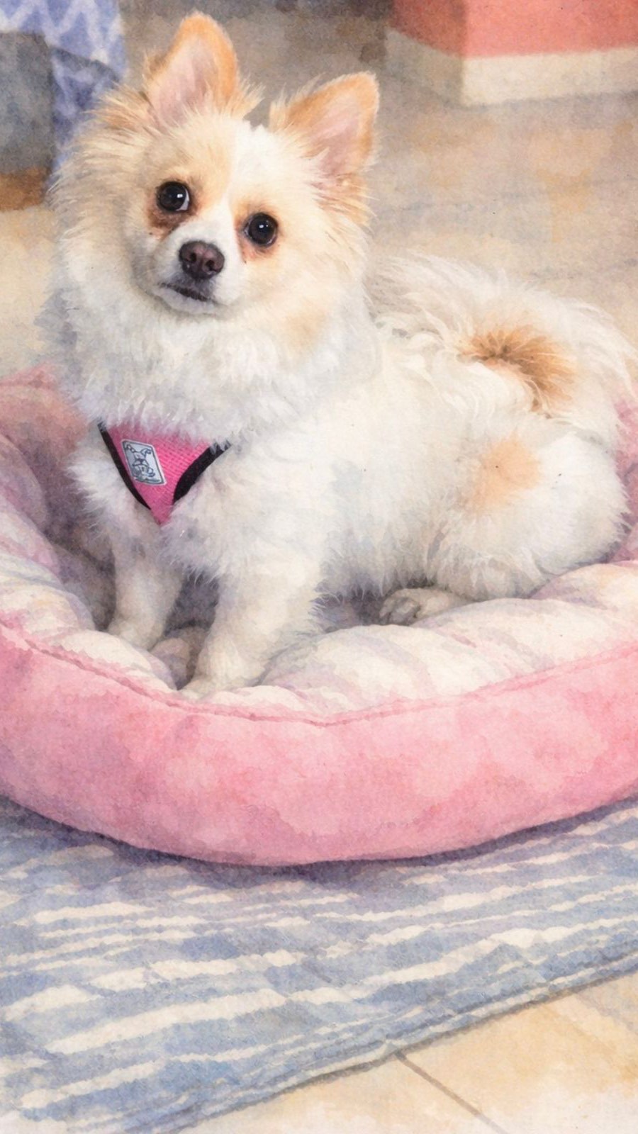 Meet our magical little girl Fendi π
She is 1.5 years old and weighs around 10 pounds. Fendi is very well socialized & happy. She loves to be loved and will make a perfect little companion for someone looking to adopt a small breed dog.
To schedule a Meet n Greet, please submit an application on our website: www.almarescue.org
#adoptme #almarescue