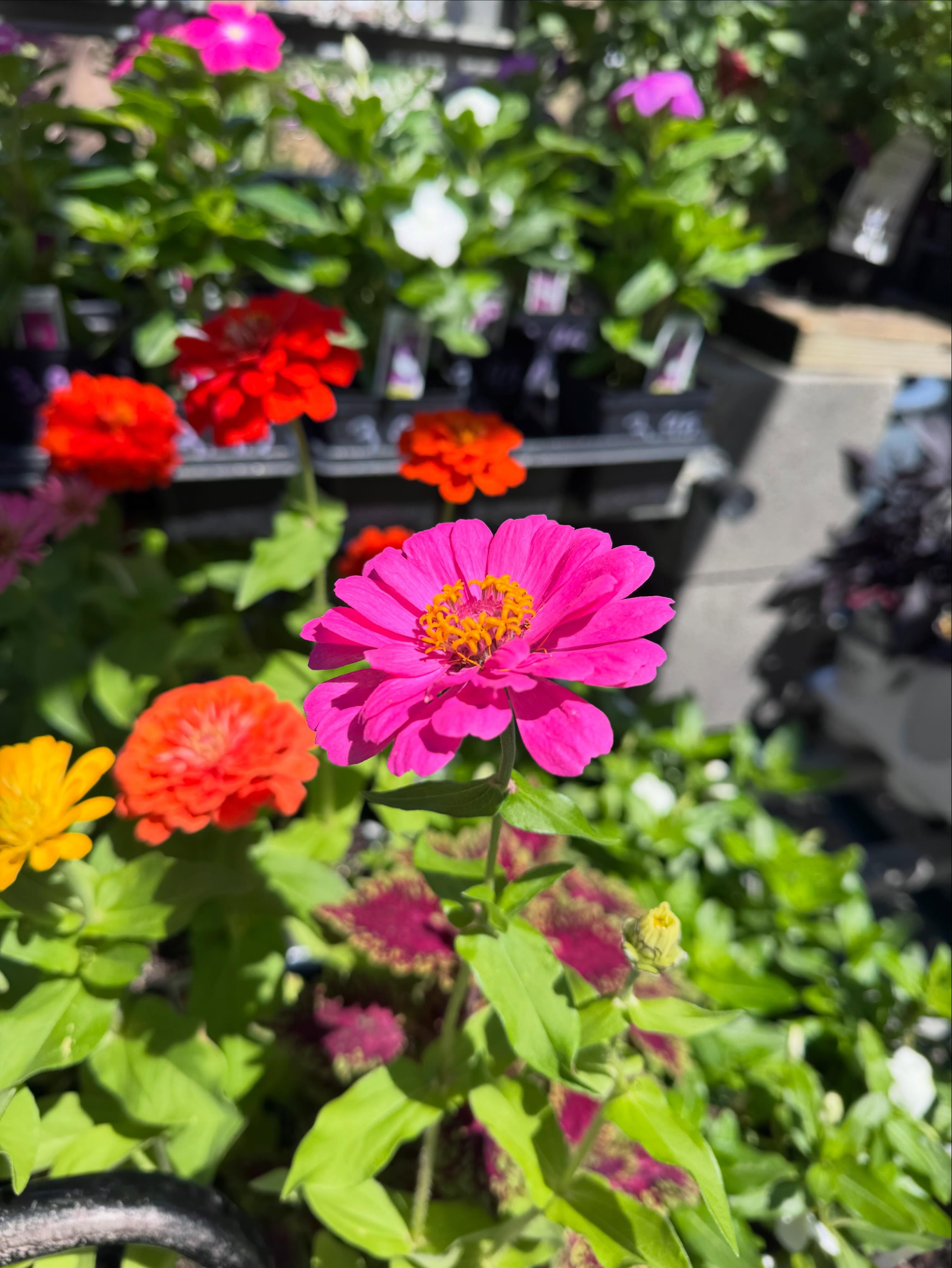 What do moms really want for Motherâs Day? đ
A trip to the garden center to wander through blooming flowers, pick out her favorites, and dream up the perfect porch pot or garden space đ¸đż
Whether she loves bright annuals, beautiful hanging baskets, or creating a porch full of color, weâve got plenty blooming and ready to go at J&S Nursery & Blossomâs Gift Shoppe đź
Bring mom out this weekend and make a memory together đ
#MothersDay #MothersDayGift #GardenCenterFinds #FlowerShopping #PorchPotSeason