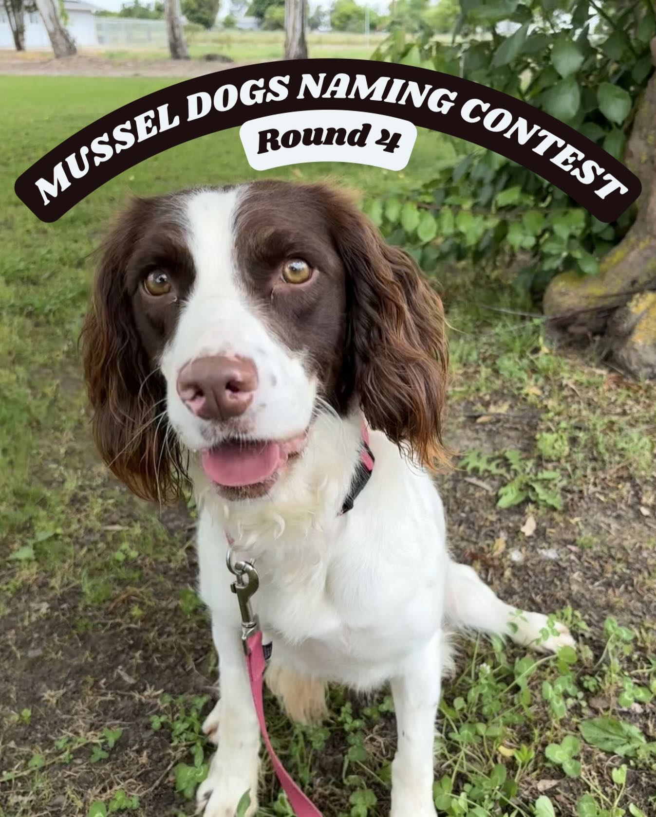 🐾 FINAL VOTING ROUND 🐾
We are now down to only 2 names! What will this sweet pea’s name be? Comment your pick below.
1. Brook
2. Marina
🐶 Voting starts now and will be open for 24 hours. You have from 2pm PT May 12 until 2pm PT May 13 🐶
Check back in soon for the big reveal!