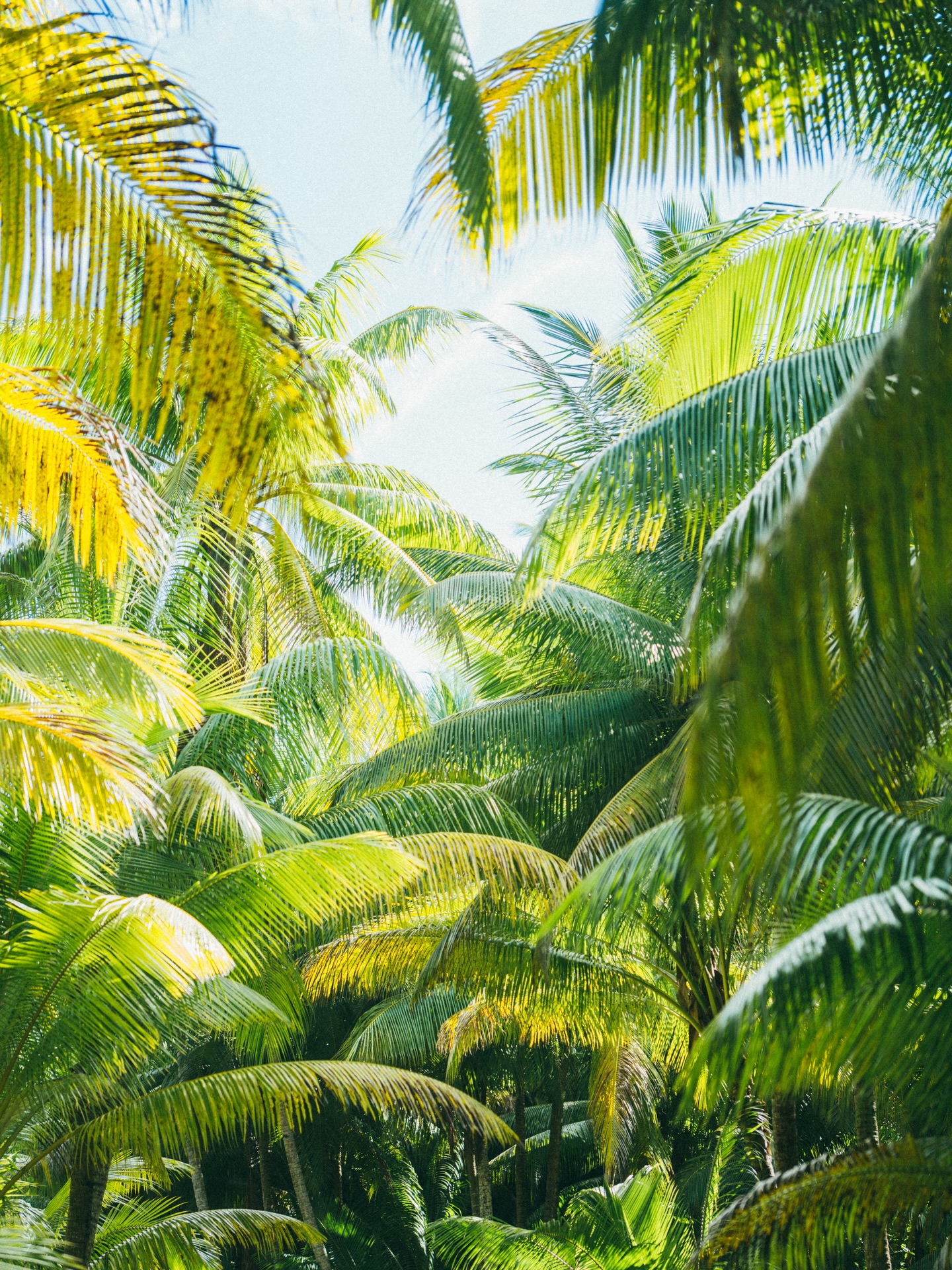 Bajo los cocoteros de la Polinesia, la luz se desliza entre las hojas y revela una evasión tan pura como el propio paraíso.
.
Beneath Polynesia’s coconut palms, sunlight drapes through the leaves, unveiling an escape as pure as paradise itself.
📷 @thebrandoresort
#MoemoeaTravel #PolinesiaFrancesa #FrenchPolynesia#TropicalEscape #IslandRefinement ExclusiveParadise LoveTahiti