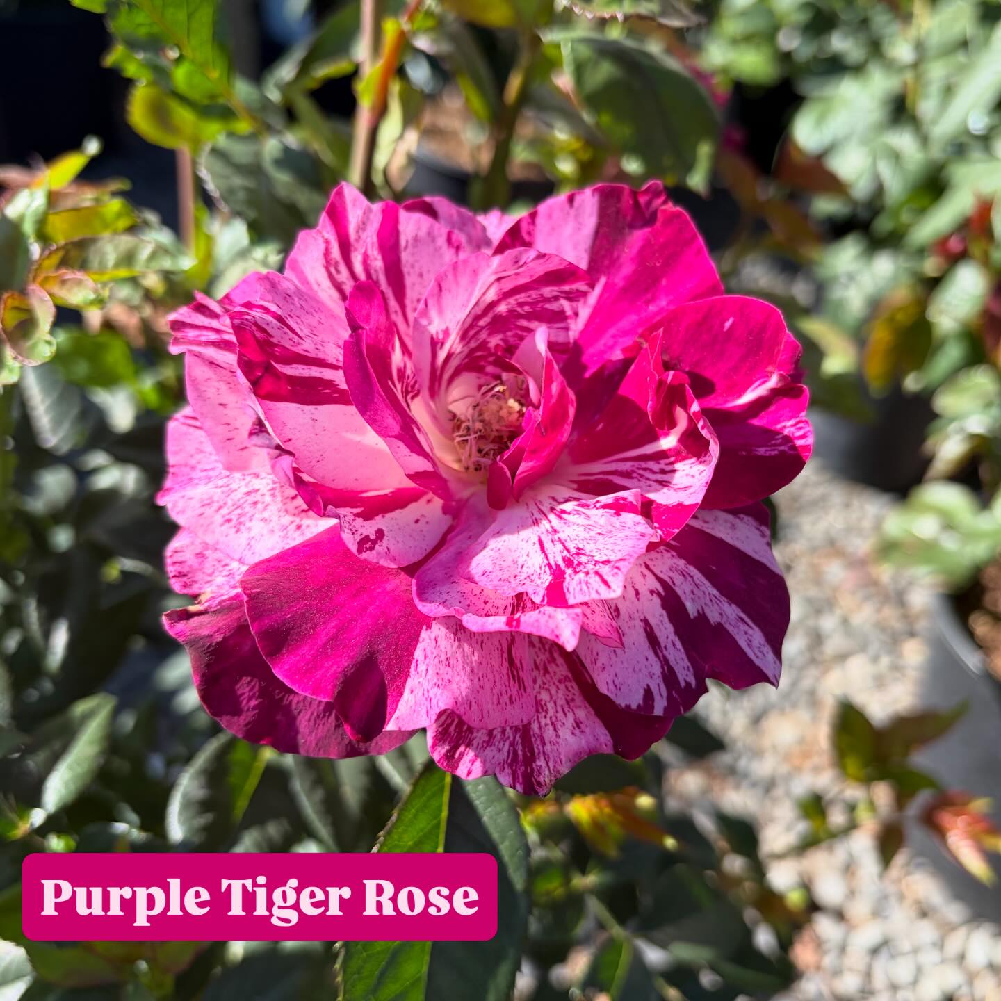 💕 We have you covered this Mother’s Day with a variety of roses, hanging basket sales, and blooming favorites! Drop us a 🌹 if you still need a Mother’s Day gift!