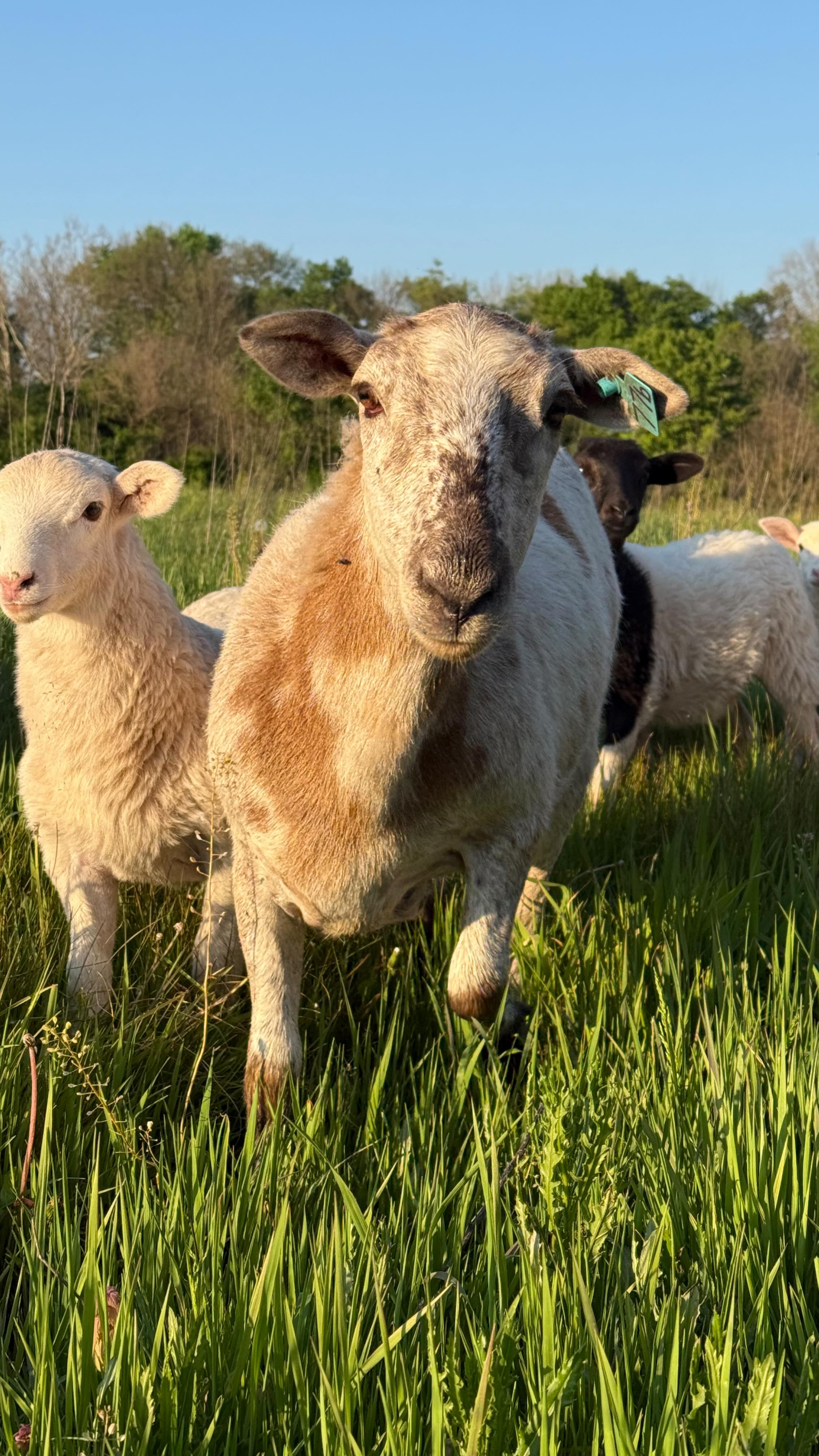 Family fencing night 🤪
#familyfarm #regenerativeagriculture #pastureraised