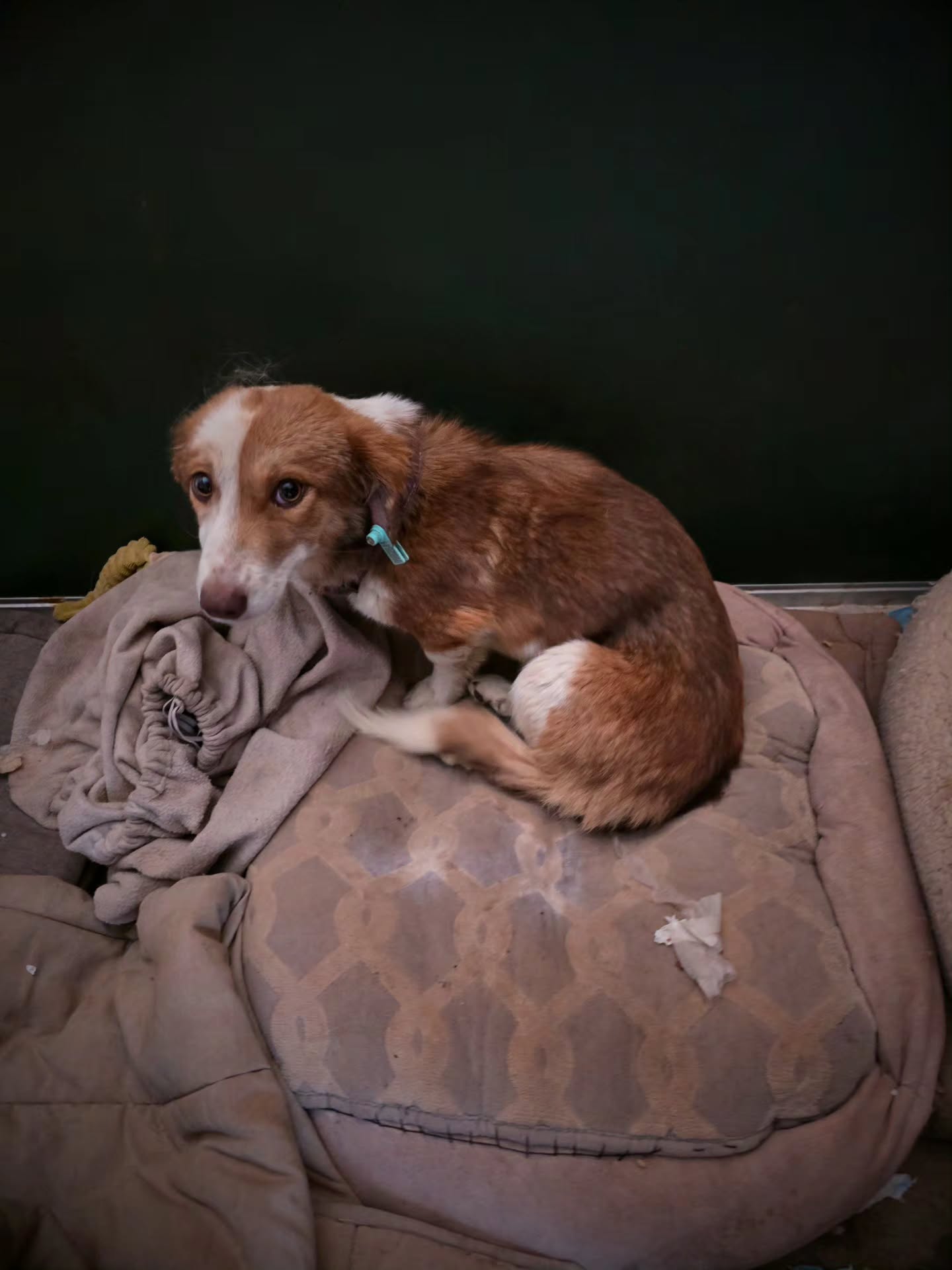 Saying goodbye to Bitsy 💔
This morning we lost our sweet little Bitsy after a huge battle against Distemper, Ehrlichia and liver failure. Although her body was small and frail, she managed to summon so much courage and strength, and you could see in her eyes she was really trying to fight back against everything that was attacking her body. But in the end, she was just too weak, and she couldn't keep up the fight.
She drew her last breaths lying on a comfy bed, warm and dry inside, with someone beside her, and a comforting hand on her head. She would have died a lonely death on the concrete floor of the government shelter if we hadn't taken her out, but we are still devastated that we couldn't save her.
Sweet Bitsy had so much love to give, and we had promised her that we would find her the happy home she so deserved if she could just find the strength to pull through. Unfortunately this wasn't to be... We're heartbroken that she had a life full of love and happiness snatched away from her just because her previous owner made the careless decision to dump her in the government shelter.
We told her she was loved every single day as she was undergoing her treatment. Her wagging tail showed us that she felt it, but she still deserved so much more...
She was an angel of a dog, and now she has gained her angel wings...
Rest in peace sweet Bitsy, you were so loved, and you will not be forgotten...