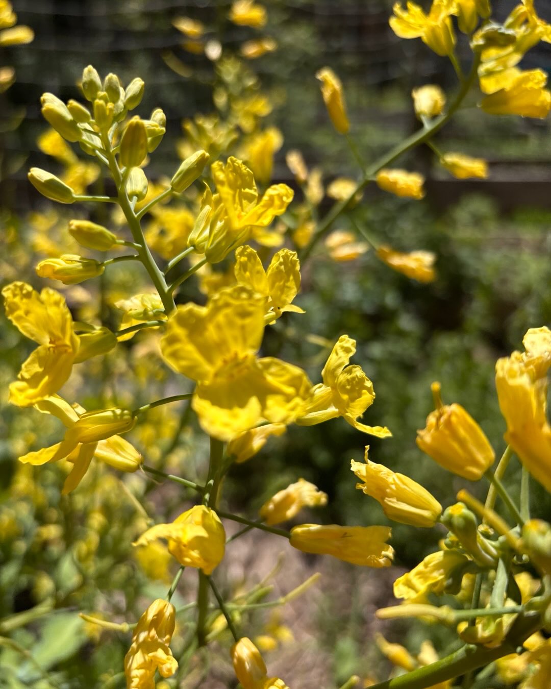 Collard flowers. Bee’s favorite food.