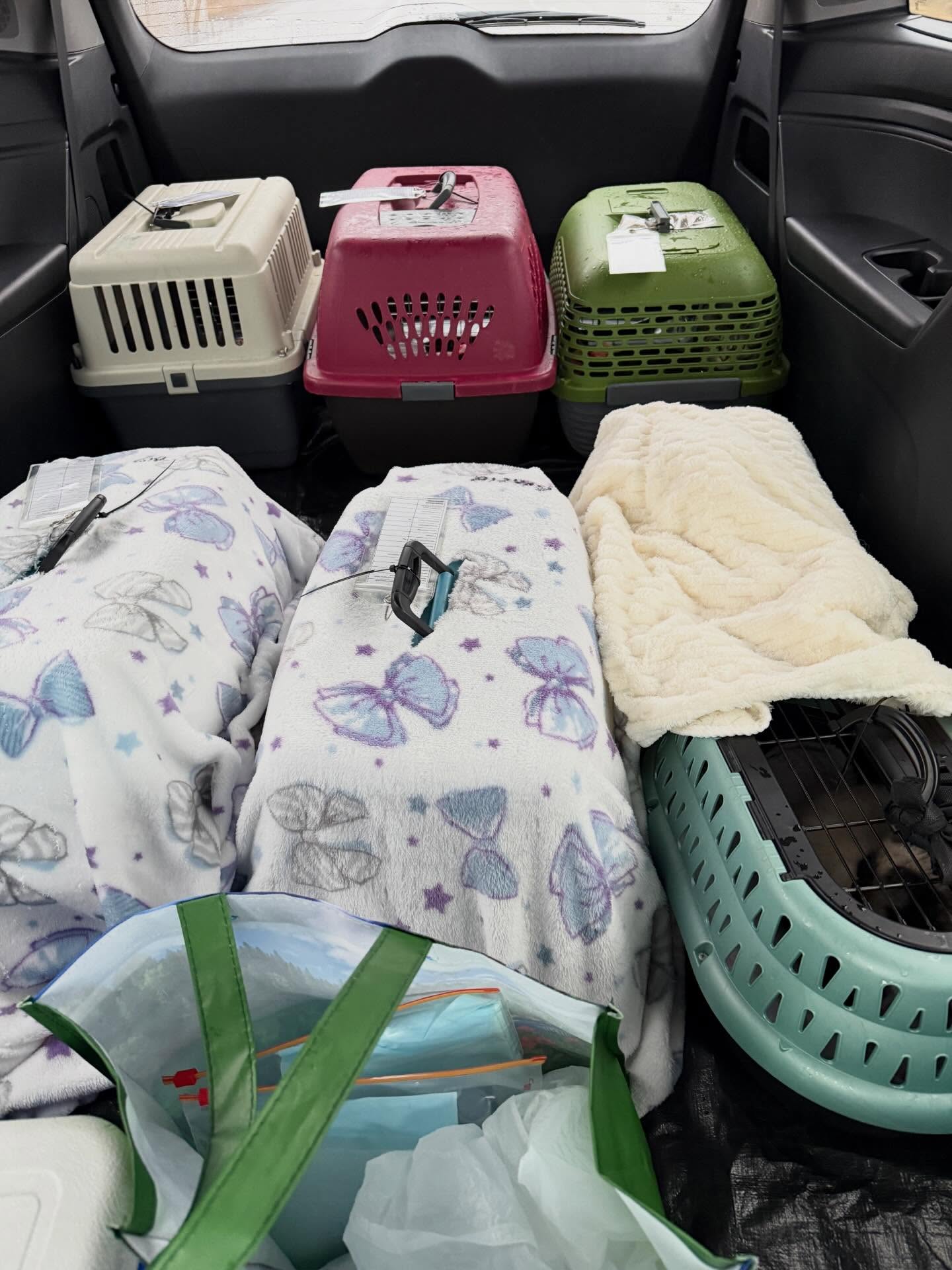 It’s spay/neuter + microchip day for 7 cats! 🥳
Thank you for those of you who support us and make it possible to offer spay/neuter for $111 through our subsidized program!! 💜
More spots will be available very soon!