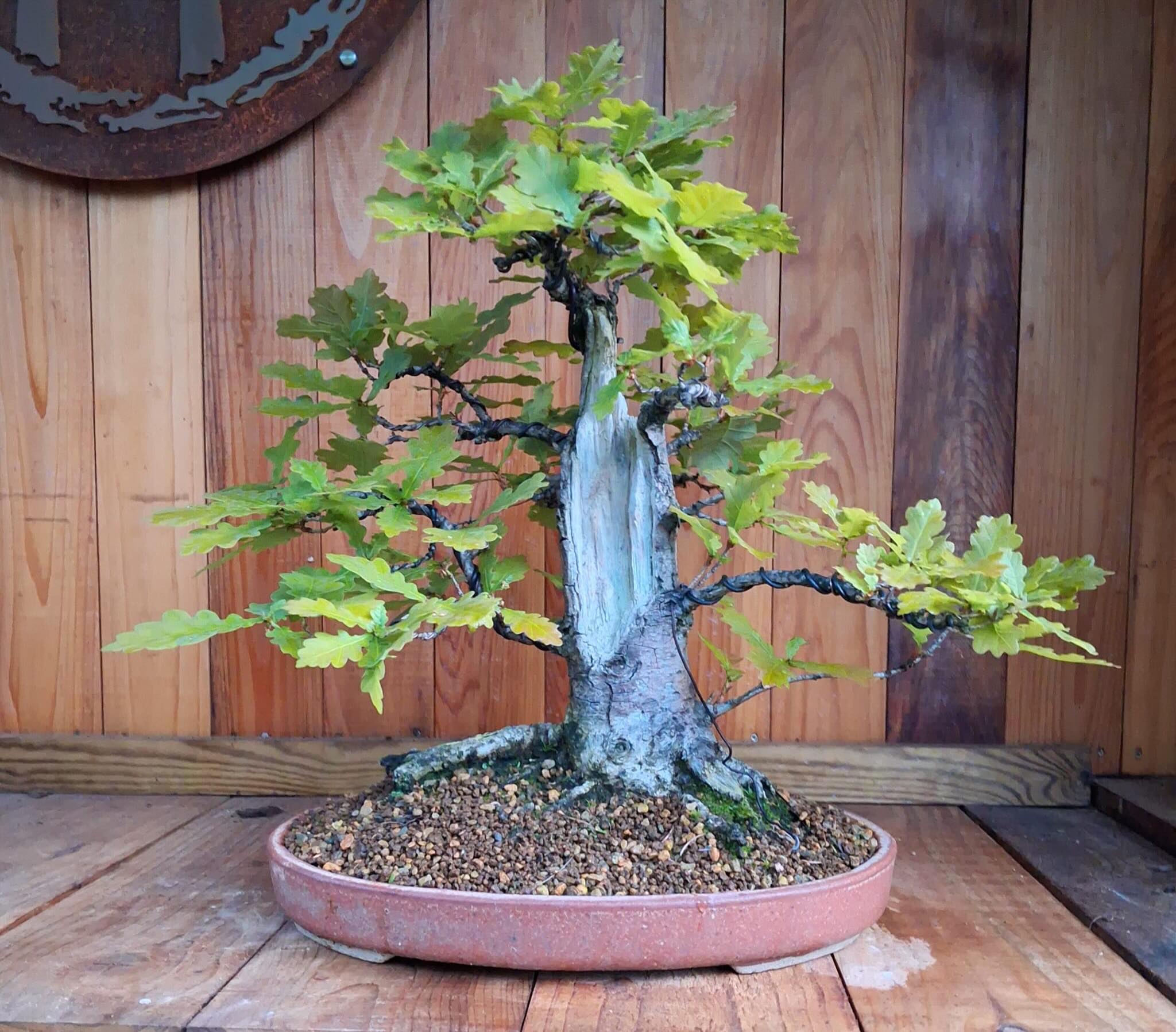 English Oak @southstaffsbonsai #bonsai #englishoak #gardening