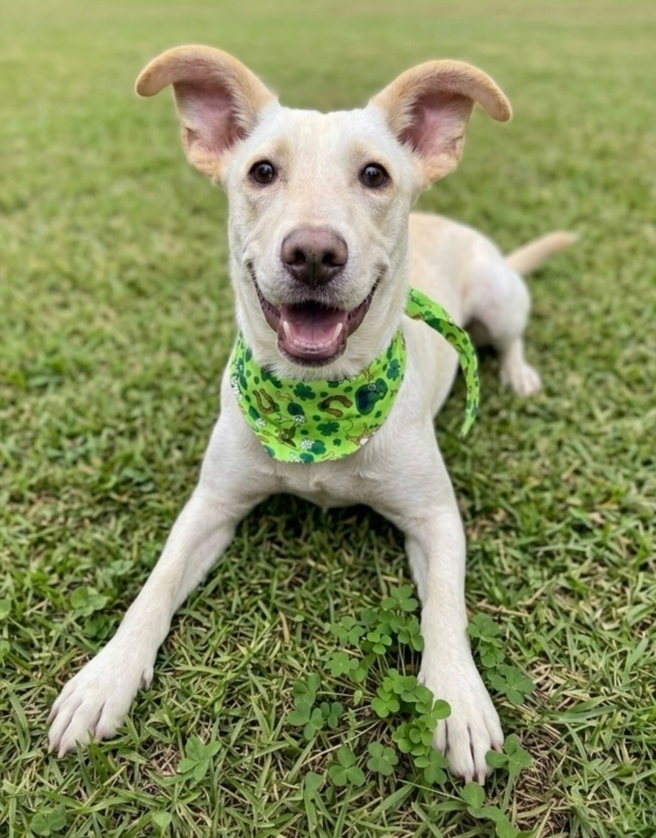 Pup of the Day: Tonka 6 months old. Pulled from the shelter just moments before his euthanasia deadline 😢 Tonka is finally getting the chance he always deserved. His name might bring to mind something tough & indestructible, but in reality he is a gentle, soulful boy who is simply learning that the world can be kind ❤️
Tonka is what you call a slow-burn pup. He won’t rush to greet you at the door, but with time & patience, he will quietly become your shadow He’s already making real progress working with an experienced trainer. Walking perfectly on a leash 🦮 sleeping through the night in his crate & warming up to new people, once he scopes out the situation 😉 He’s a little shy at first, but aren’t the best ones always worth the wait? We think so!!
When he feels at ease, his personality shines ⭐️ He is energetic & playful, perfectly happy entertaining himself by throwing his own toys around the yard and chasing them down with so much joy! He’s mouthy in the most endearing way- think gentle nibbles, not biting, and he carries a sweetness about him that is impossible to miss. 🥹
Tonka is looking for a quieter home where routines are steady, voices are soft & patience runs deep. Trust isn’t something he gives instantly, but when he does give it, it is completely & unconditionally yours.
If you have a calm space and a big heart,Tonka is ready to fill it. 🐾
If you are already an approved adopter and want to meet or adopt Tonka, please contact your adoption coordinator. Or you can fill out an application at mhlrm.com
