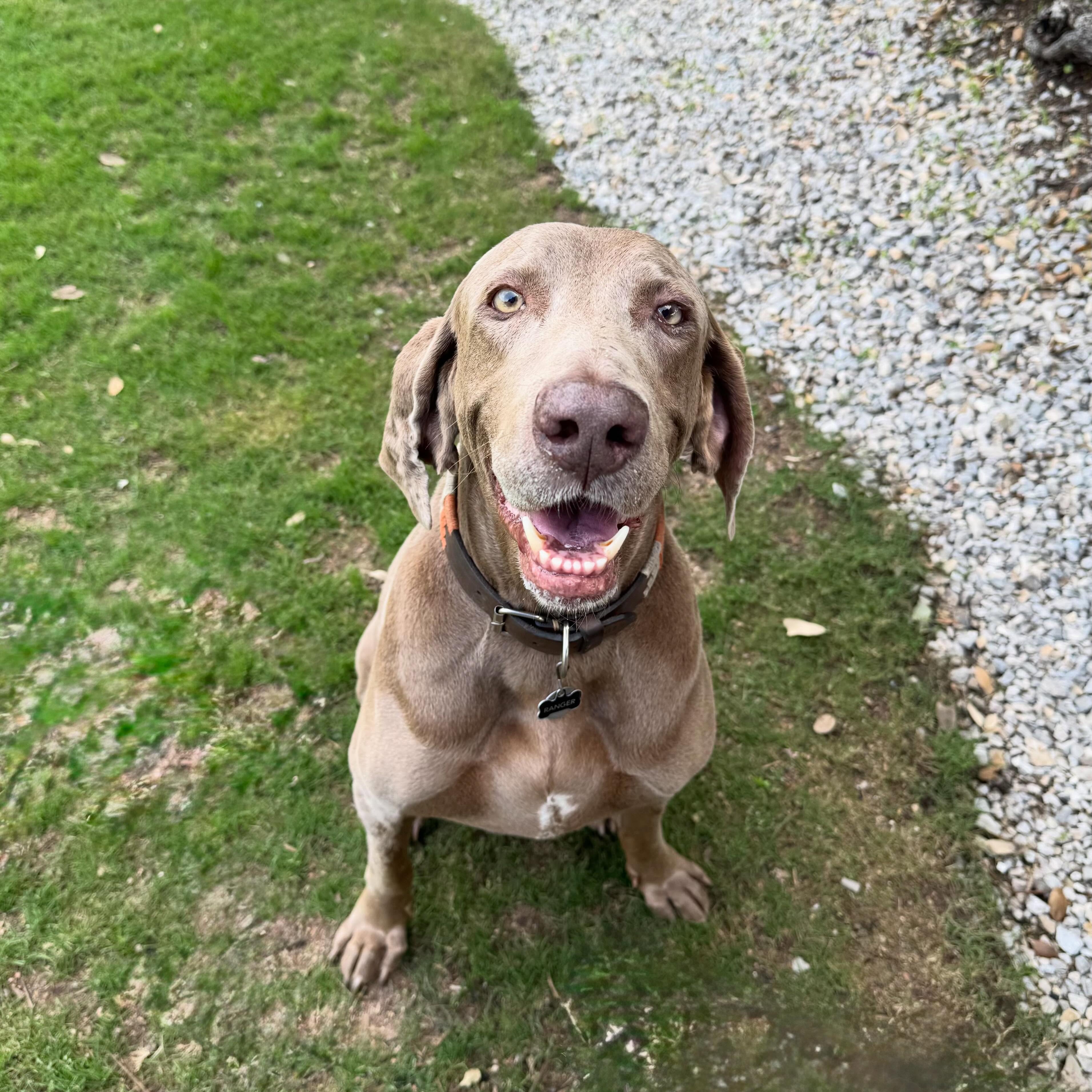 Happy Mother’s Day from Ranger and The Mindful Pet! 🌿
#atx #petsitter #leander #cedarpark #dogsofatx