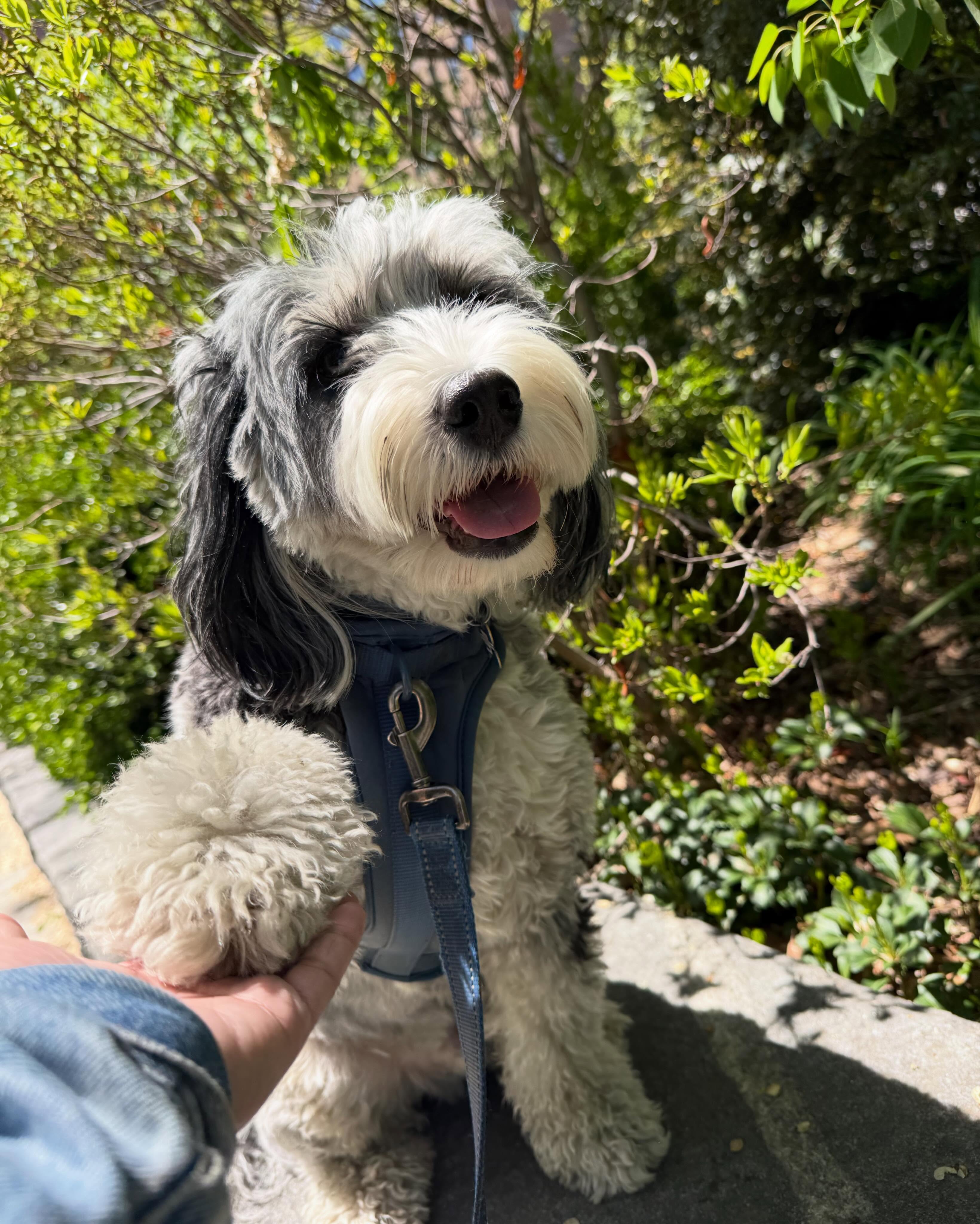 The kind of day that makes everyone smile 🥹
#dogsofallboroughs #austrailianmountaindoodle #aussiedoodlelove #dogsofues #happyboy