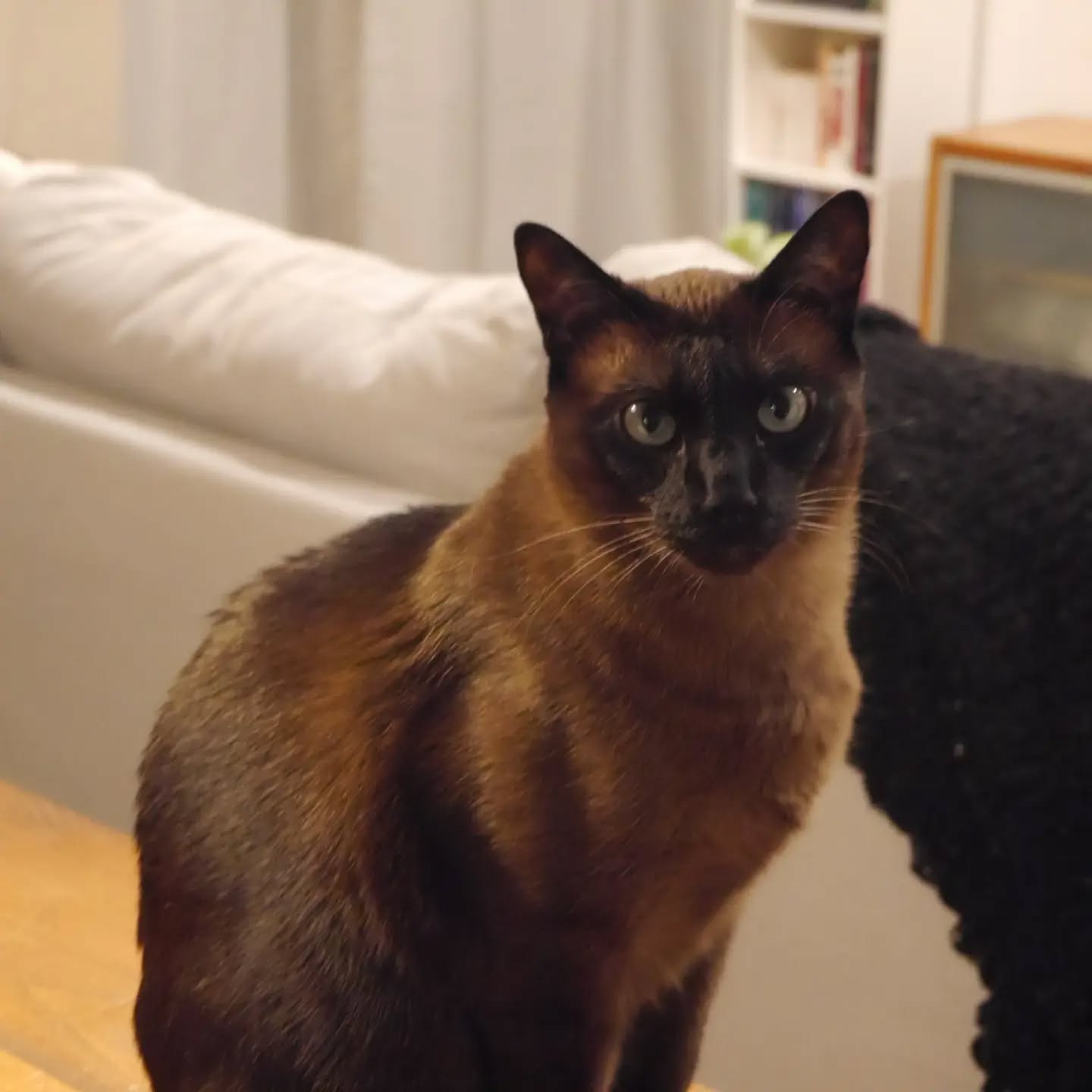 Mon covid qui me suit depuis le début de ma vie d'adulte est parti.
Je ne sais pas trop comment écrire ça, mais ça me semble important de le faire. C'est bizarre parce que sans que personne ne le dise vraiment, j'ai intégré quelque part que pleurer un animal, c'est un peu excessif. On traverse ça discrètement sans trop en parler. C'est un sujet un peu tabou.
Covid, il était là depuis mes 20 ans. Il a vécu dans quatre appartements. Il a voyagé partout en Gaspésie, dans le Grand-Nord et a fait plusieurs road trip. Il s'est donné le personnage du gros mâle alpha, mais tout le monde savait que c'était un vrai doux. Je vais toujours me souvenir de lui.
Bref, le deuil d'un animal, c'est un vrai deuil et je pense qu'on devrait tous s'autoriser à le vivre. 🤍