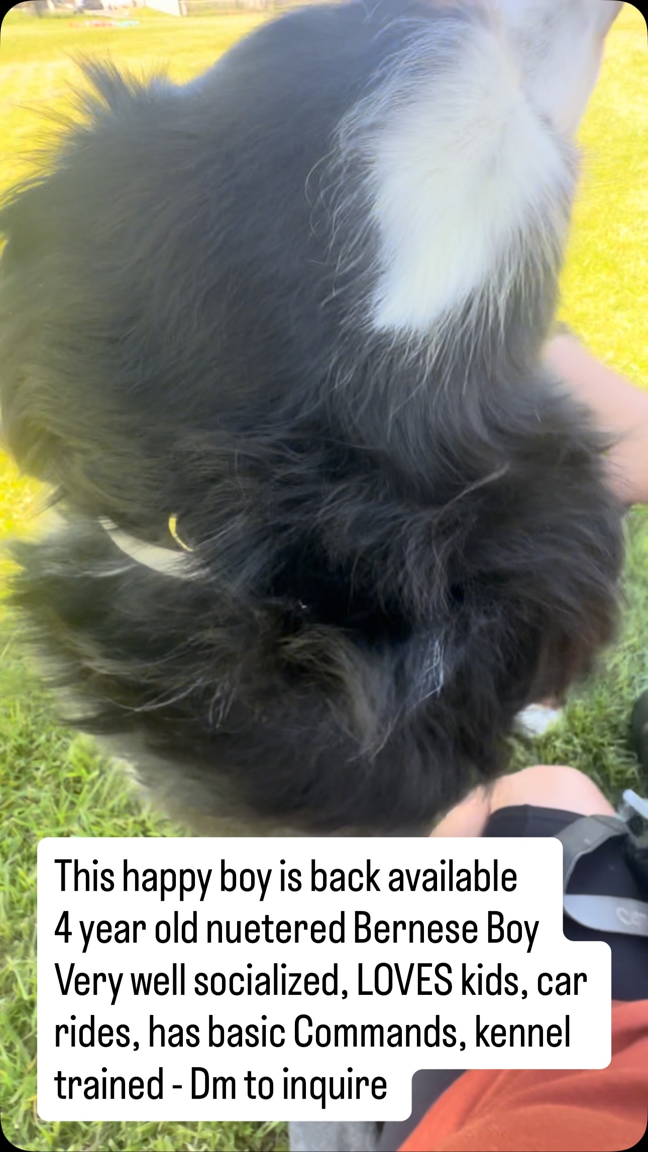 Happy boy banks is available to a forever home, Dm to inquire ! #LKBernese