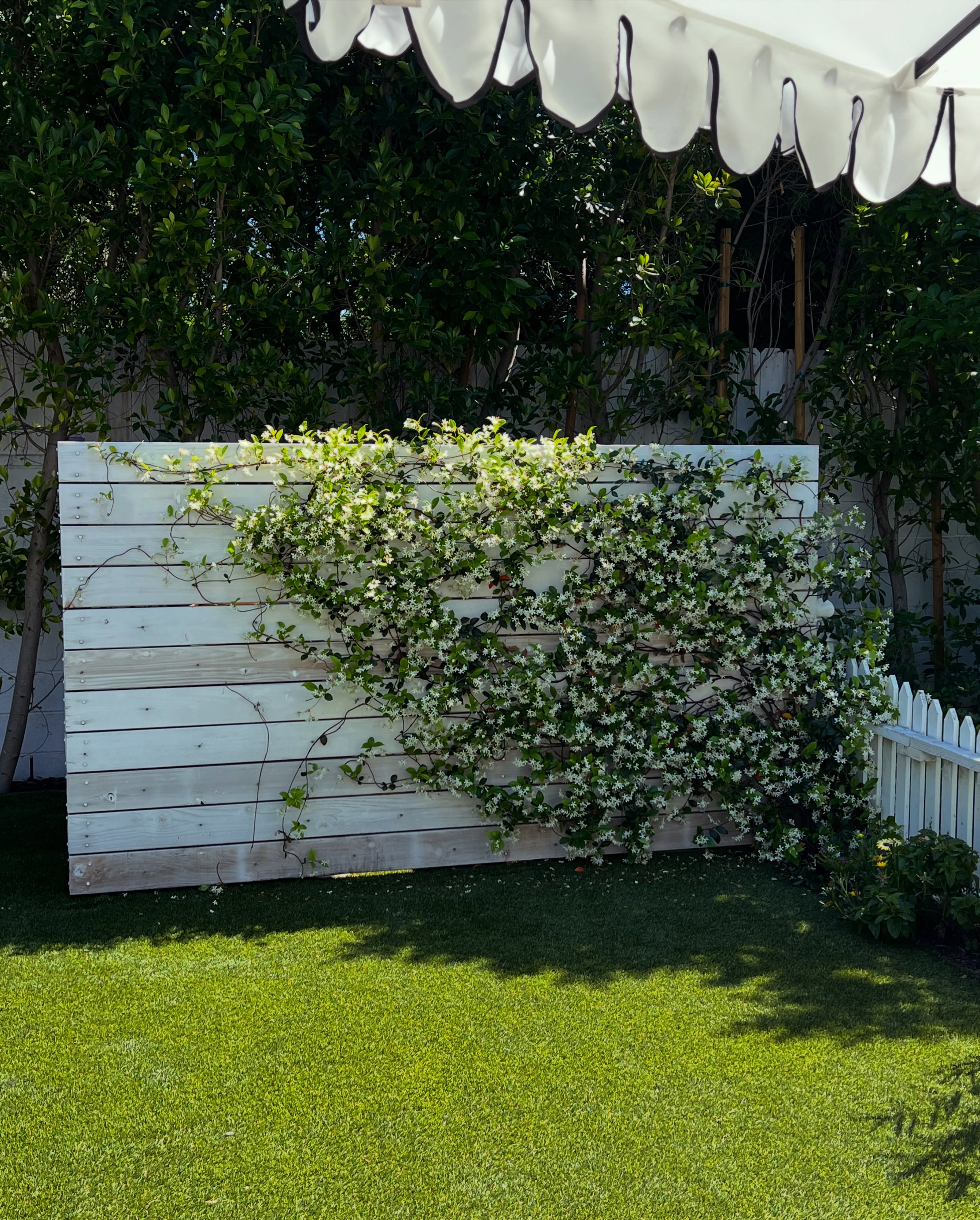 Jasmine coved wall to hide the pool equipment. Nice. #projectorionog #virgdesignsandlandscaping #jasmine #camoflauge #landscape