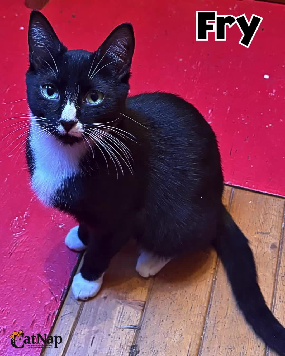 Fry is #ADOPTABLE from Bosley's University Village, Nanaimo
Male, domestic short hair, black and white
Meet Fry — a perfectly handsome tuxedo gentleman with a heart-shaped nose, satiny-soft fur, and a personality that keeps blossoming more every day.
This sweet boy has come such a long way in foster care, graduating from a shy little kitten hiding in the corner to a lovable attention seeker with the cutest quiet purr.
Fry now happily weaves around your ankles asking for pets and affection, and he’s even starting to think laps might not be so scary after all… almost!
Fry absolutely adores other cats and would love a feline friend in his forever home. He has also spent time around cat-savvy small dogs and is very curious about getting to know them better. Quiet, patient kids have been some of his favourite people too.
When Fry isn’t charming everyone with his sweet nature, you’ll usually find him “going camping” in one of his beloved little tents or proudly carrying soft toys around like treasures.
Fry is the kind of cat who makes every small moment feel special. Watching his confidence grow has been incredibly rewarding, and his future family will have the joy of seeing his loving personality continue to shine.
Could Fry be the missing piece your home has been waiting for?
To help Fry settle into a new space, we recommend starting him off in a smaller safe room so he can adjust gradually and feel safe. Reading the “Rule of Three” document included with the adoption resources will help you help Caboose settle in.
#Compatibility
Cats: Yes please, Fry would LOVE a feline friend
Dogs: Maybe, did well with cat savvy small dogs in his foster home
Kids: Yes, school aged and up cat savvy kids who are quieter and patient with Fry as he settles in
#Age
Estimated age: 11 months
continued in comments...pls read!