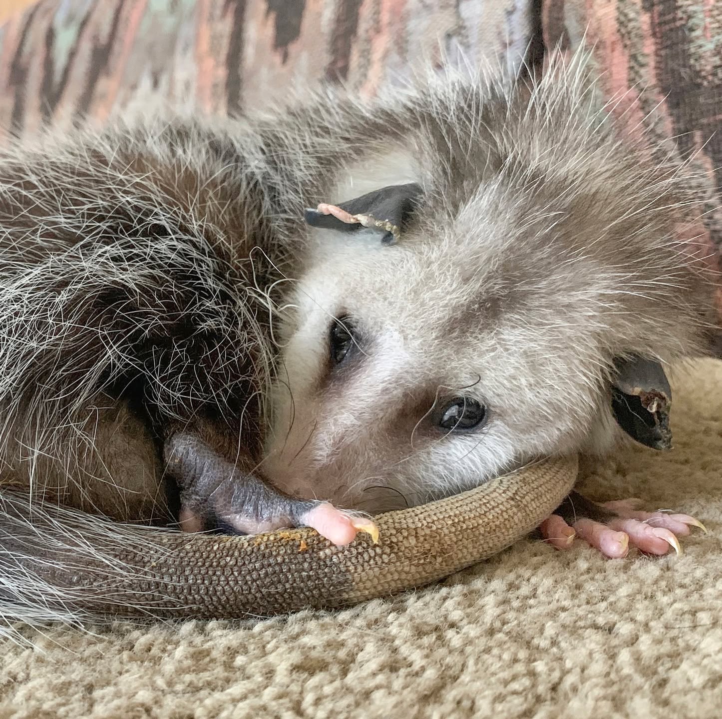 It’s baby opossum season, and we’re getting many calls about orphaned joeys. Here are a few important things to know:
• Opossums are marsupials, and their babies develop inside Mom’s pouch after birth. A moving pouch does not mean she is giving birth — it’s just the babies growing safely inside.
• Once the babies begin riding on Mom’s back and reach about 6 inches long (roughly dollar-bill size), they are usually old enough to survive on their own and do not need rescuing.
• Smaller joeys found alone, or with a deceased mother, do need help. Place them in a ventilated box with a towel and contact a licensed wildlife rehabilitator. Please do not feed or give water.
• If you find a deceased opossum, please check the pouch and surrounding area carefully for surviving babies. Three recent patients were found still clinging to their mother after she was struck by a vehicle