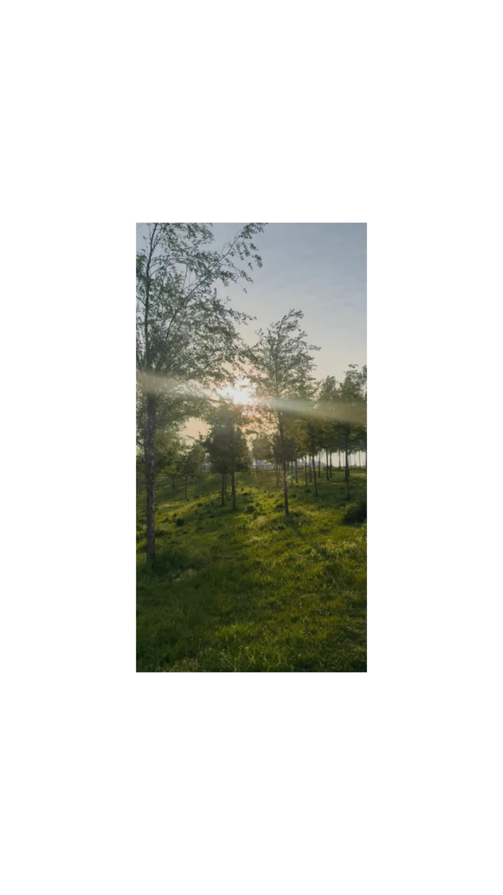 This is your sign to get up tomorrow morning & get outside ☀️ 🌳
.
.
.
.
.
#Health #MorningRoutine #CircadianRhythm #MorningWalk