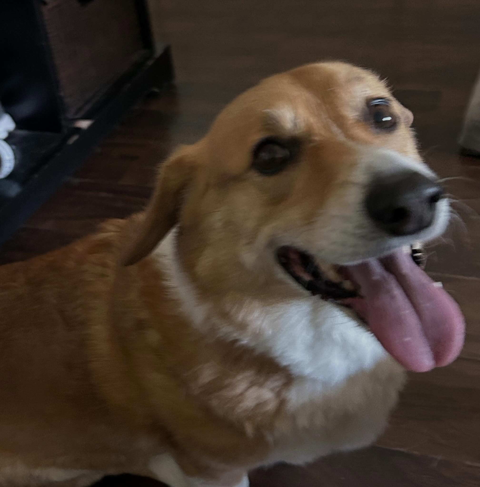 Happy #tongueouttuesday from our always happy pal- Cashew the Corgi! ๐๐พ