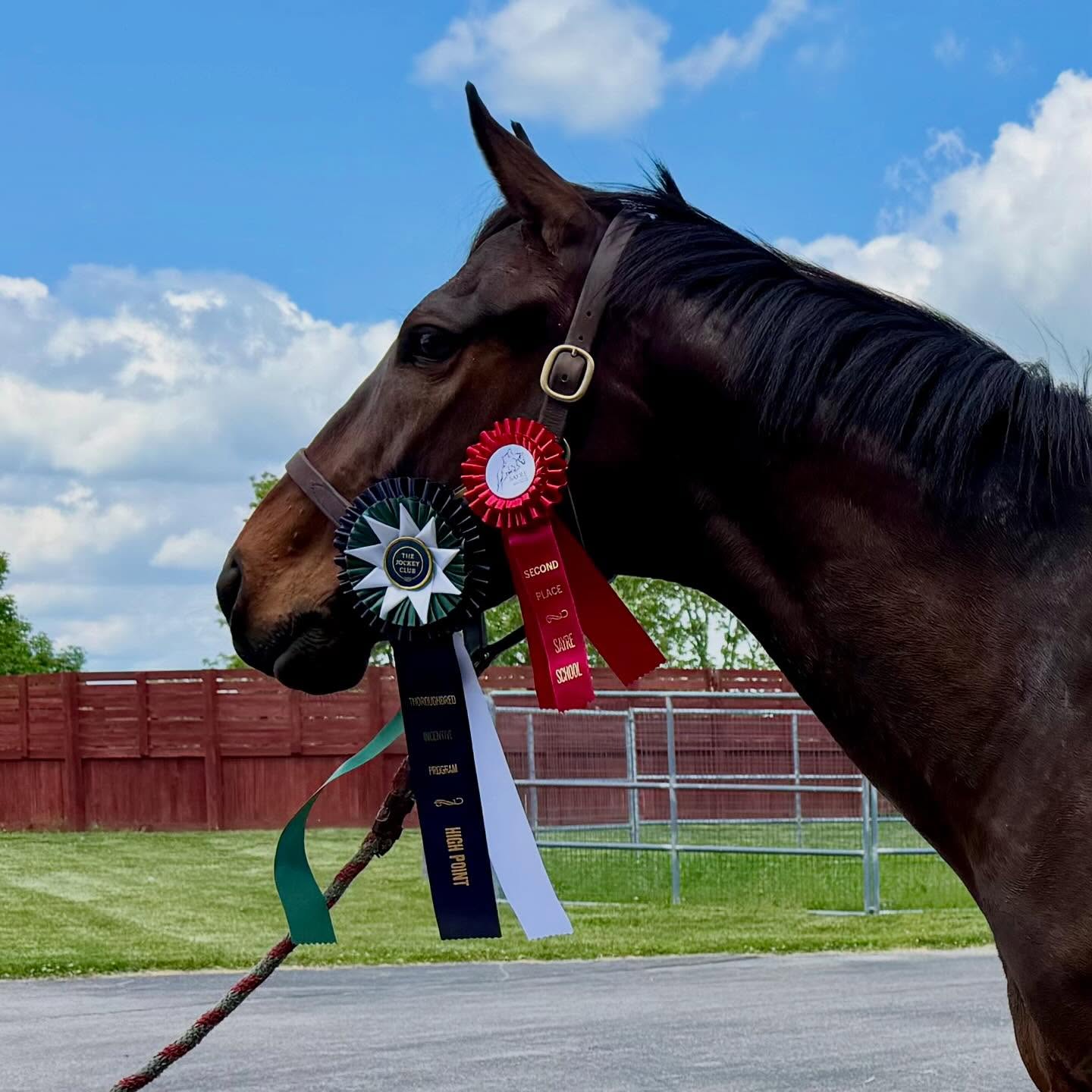 The Bourbon Lane squad had a great time at the Sayre Show today! 🥃
We were honored to be both sponsors and participants in such a fun event. Huge congratulations to Natanya McMahon and her Thoroughbred, Junior, on earning Second Place Overall and Top Thoroughbred honors! ❤️