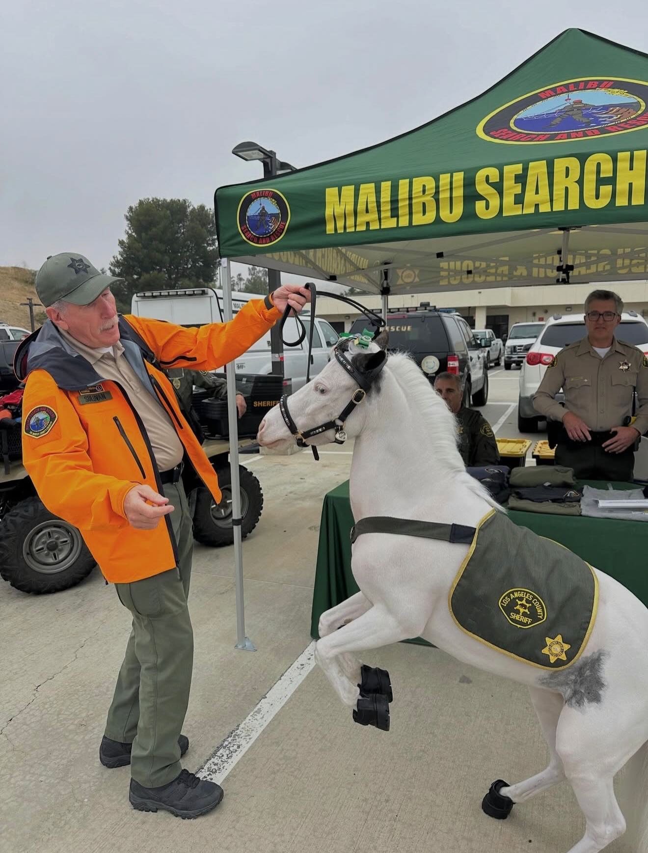 Steve Sullivan has been working with our big beautiful Lily Blue for years to become a confident and reliable therapy horse. Even though she’s our largest mini, she is a big baby and even tiny Valentina can boss her around. Lily is our sweet marshmallow! @lasd_lhs @lasdhq @911lapd @chp_westlosangeles @minitherapyhorses #minitherapyhorses #trainer #compassion #kindness #comfort #happiness #equine #wellness