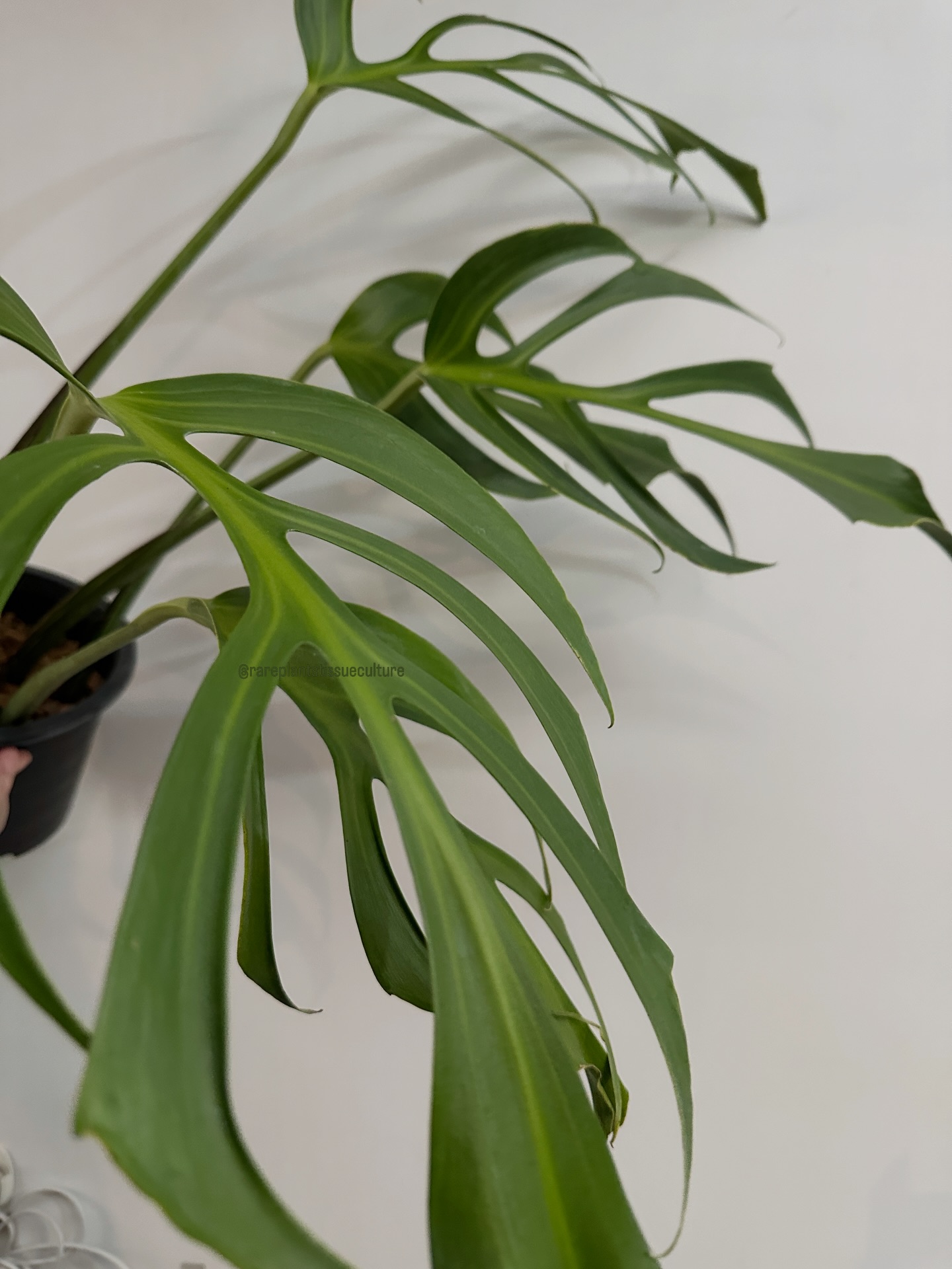 Large Burle Marx Flame that took forever to grow to this size 🙈
#monsteraburlemarxflame #plantingseason #comeandplantwithme / monstera burle marx flame