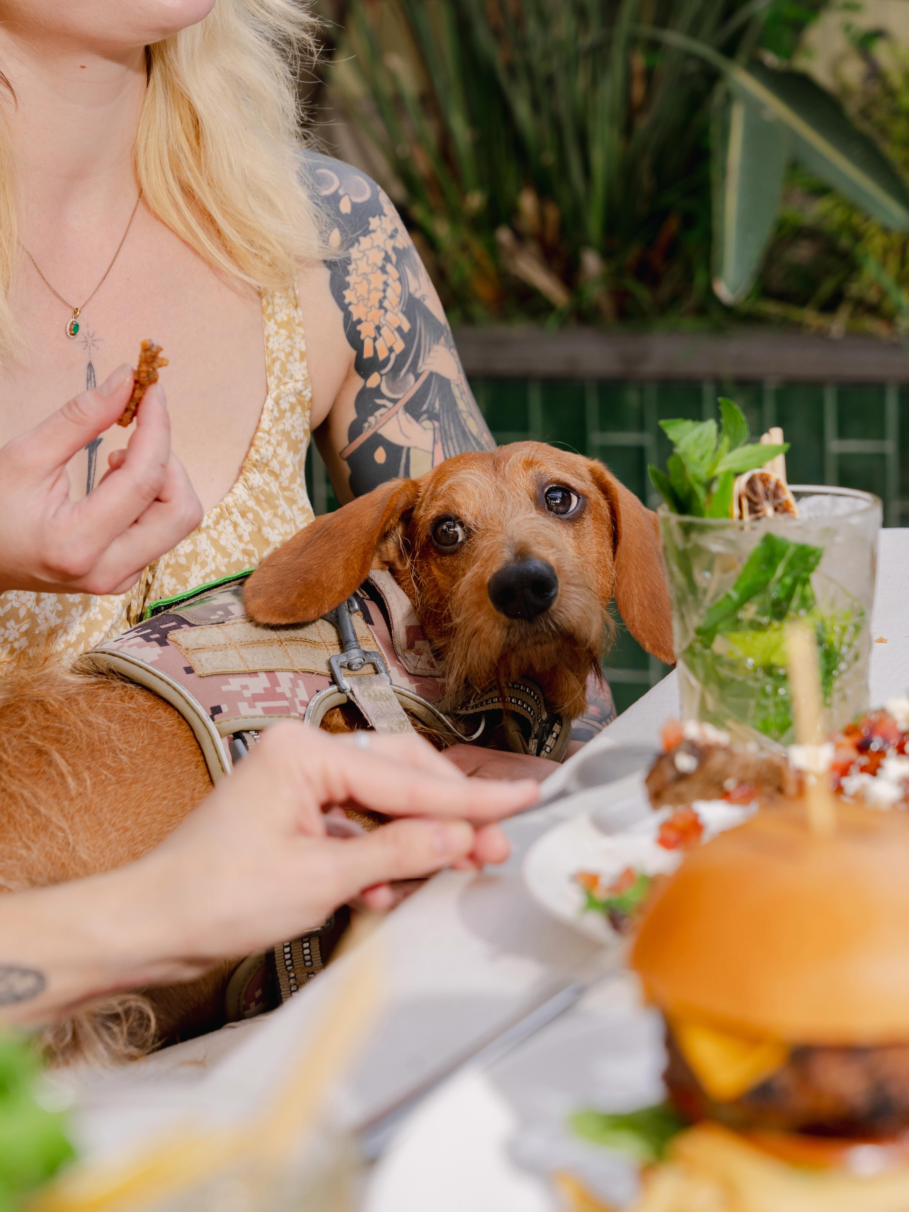 Safe to say someone’s hoping for a bite 👀
Bring your four-legged bestie down for bites, bevs and plenty of pats.