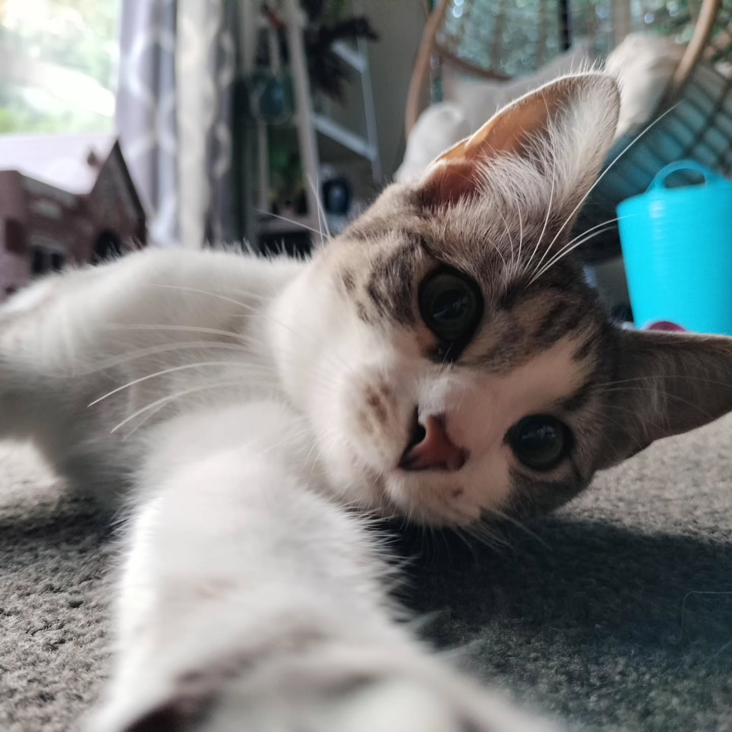 Cutie Tsuki. How gorgeous is she!!
#catlife #kitten #homevisit