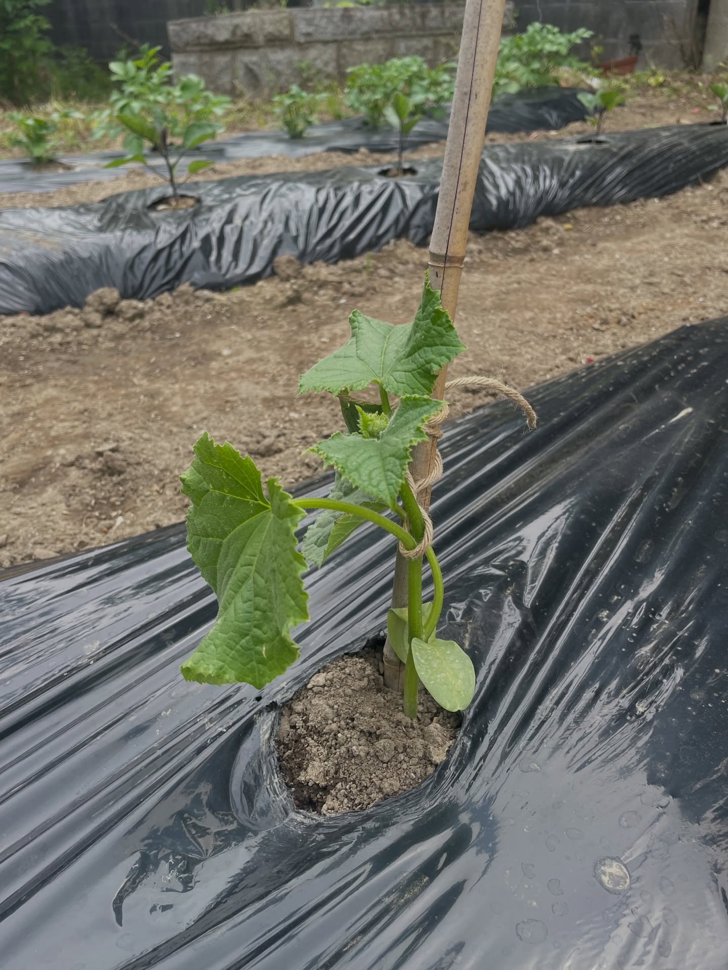 小田クラインガルテンの様子です。
先日は苗植えのご参加ありがとうございました。😊
キュウリ、トマト、ナスの苗を植えました。
ジャガイモも順調に育っています。
5/9の午後に枝豆の苗を植える予定です。
枝豆の苗植え参