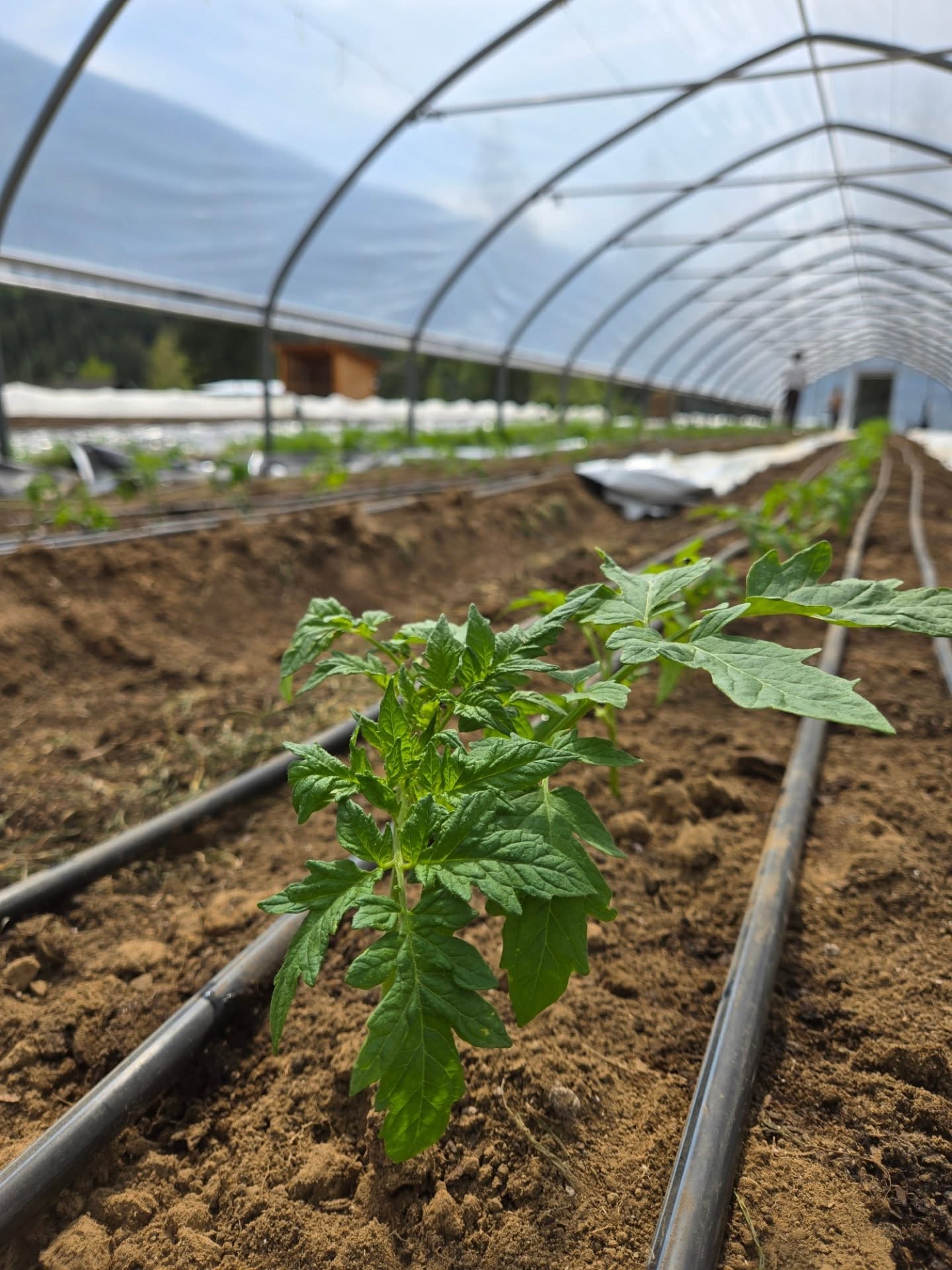 May comes along and greenhouse crops are in the ground! Last week we got our tomatoes in and eggplants came close behind. Count down is on until that first ripe tomato 😋
#kootenaycornergardens #tomatocountdown