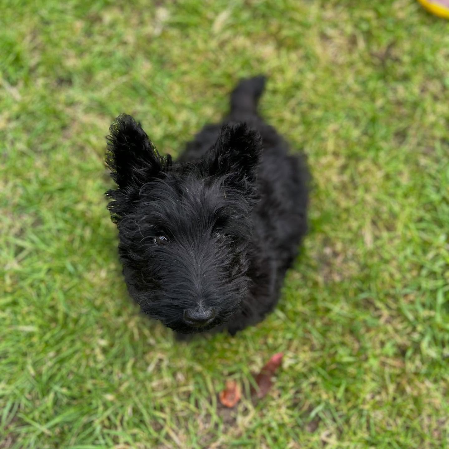 Ozzy is such a cutie🐾🧡
#scottishterrier #puppiesofinstagram #swindondogwalker