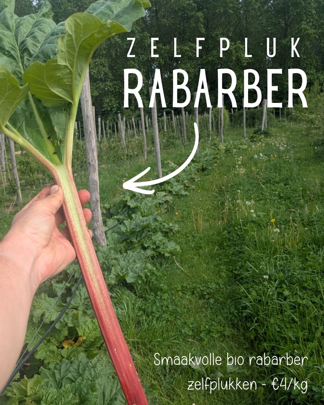 Hopla, morgen is 't zover.
Onze poort gaat terug open.
Een generale repititie met een kleine hoeveelheid aardbeien in de veldwinkel. ( nog geen zelfpluk, daarvoor zijn er nog te weinig). Wel smaakvolle rabarber te trekken.
Vanaf dan, elke woensdag & zaterdag
10u tot 18u - zelfpluk en veldwinkel.
De koffie staat warm, wij kijken naar jullie uit!