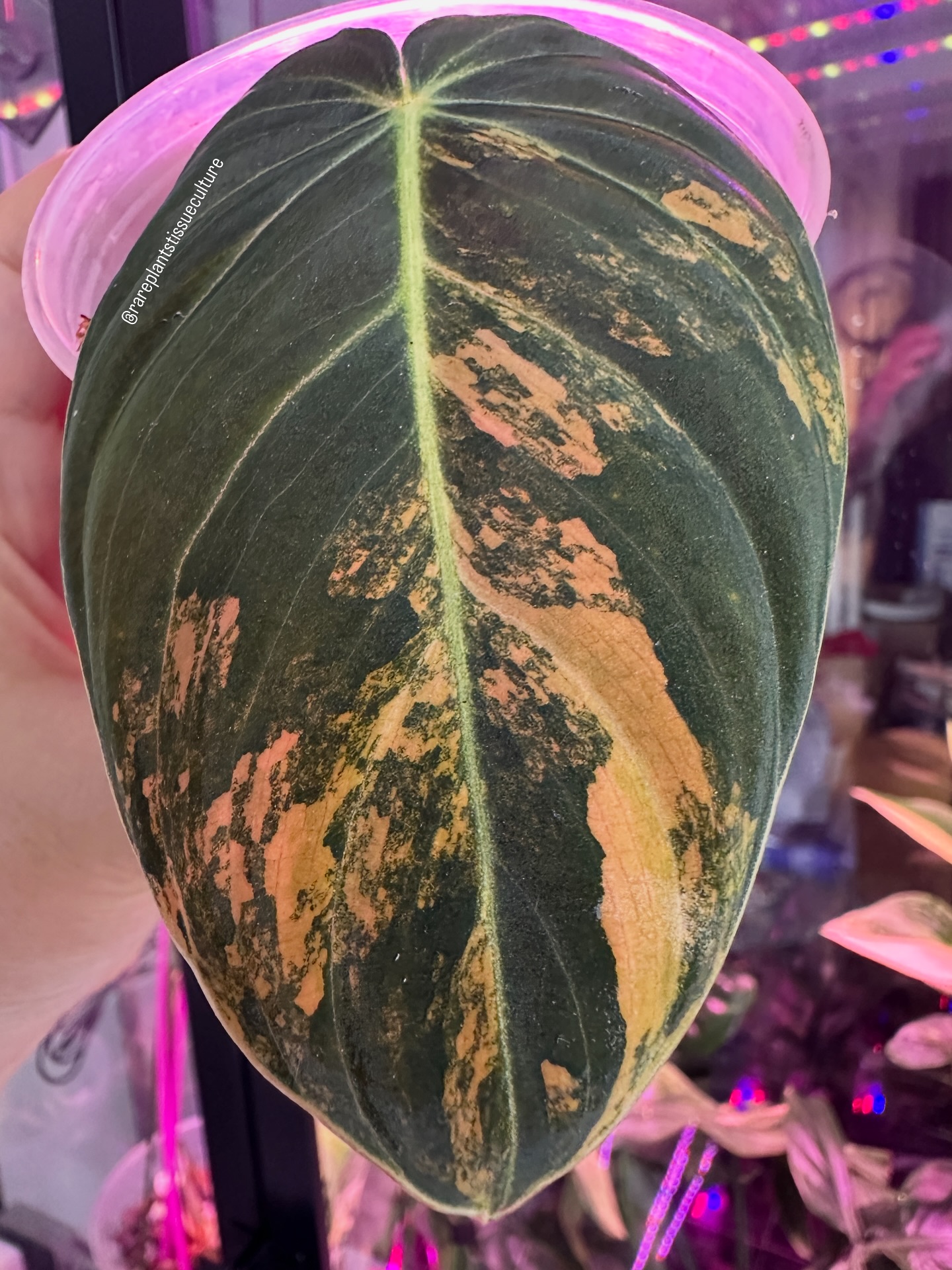 Large leaf Melano Orange variegated
#philodendronmelanochrysumorange #deal #rareplantstissueculture