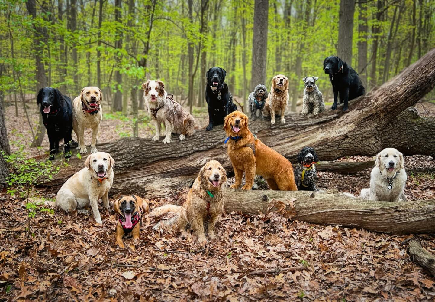 When the forest does all the styling, and the pups do all the posing. Who are the real professionals? 😂