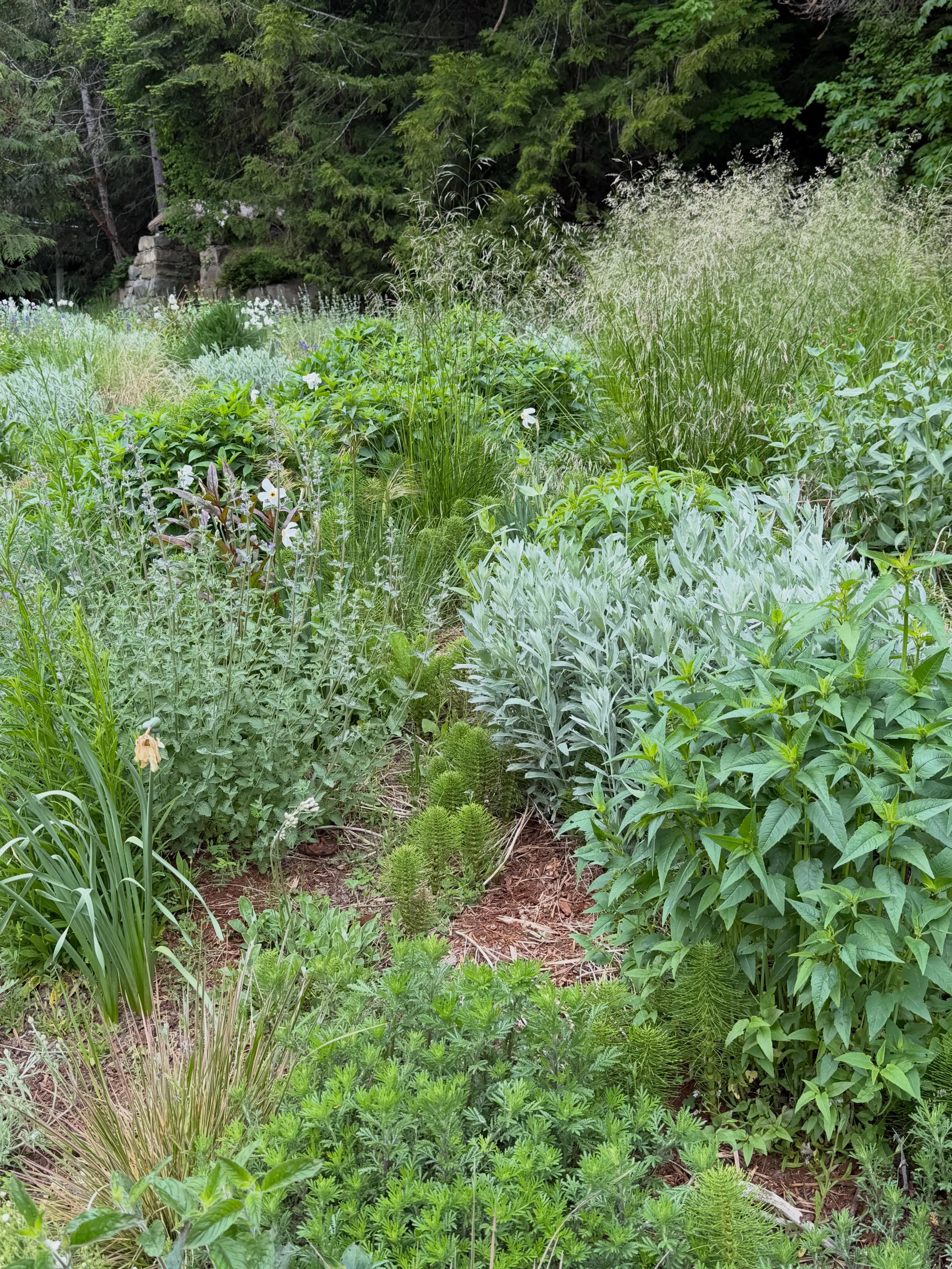 Meadow April 2026 and looking back 2025. No irrigation. First flush of Sea blush, Field chickweed, Wooly sunflower.