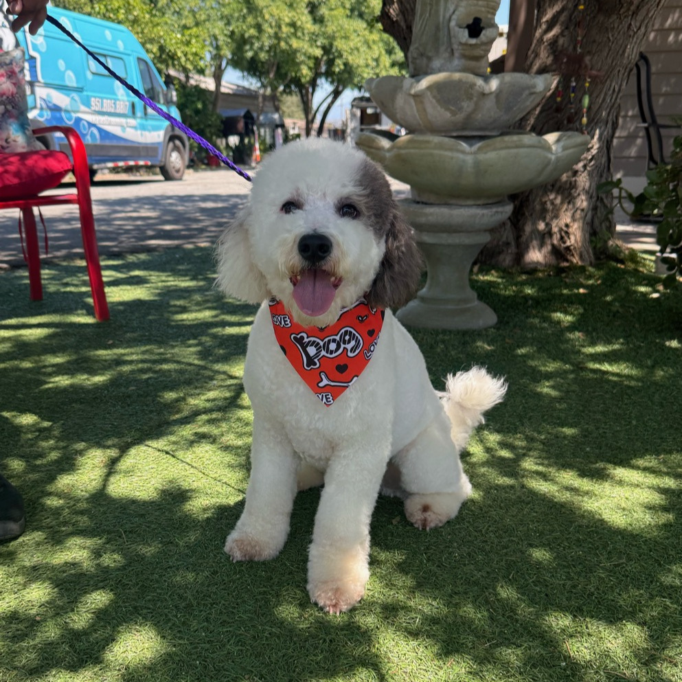 Parker is a beautiful, 18 month old Poodle. He is good with other dogs house trained, crate trains, walks on a leash, and is good with cats. He is a medium size, about 30 pounds. He came in with his pal, Flynn.