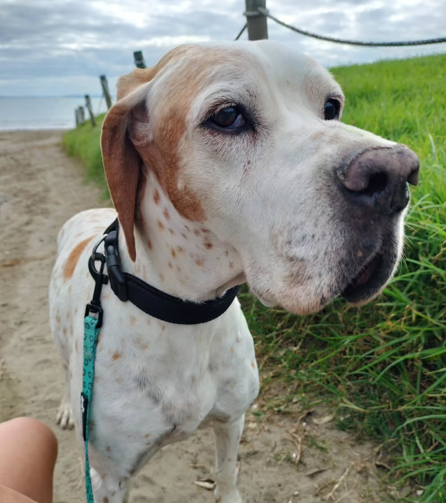 The beautiful London will be joining us for a few weeks. Such a well behaved old girl. It's been years since we've walked her and nothing has changed. Still quick and happy.
#beach #walks #doglife