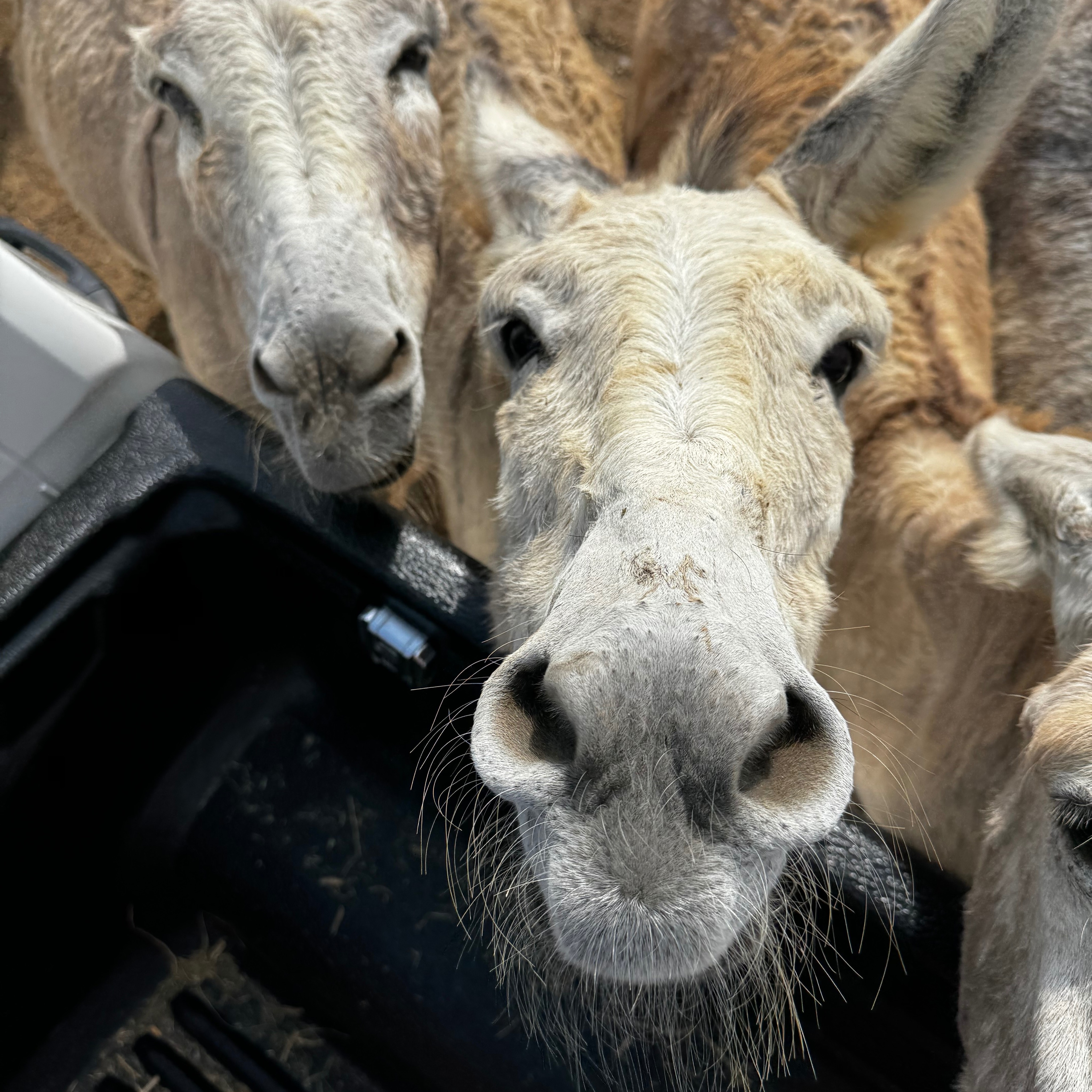 Travel lets you make new friends! If you are on the tiny #caribbean island of #bonaire you absolutely must visit @donkey_sanctuary_bonaire. Drive through with your pick up truck and feed the hundreds of sweet rescued donkeys. Just watch out for the drool. #donkeys #wildlife #ecotourism